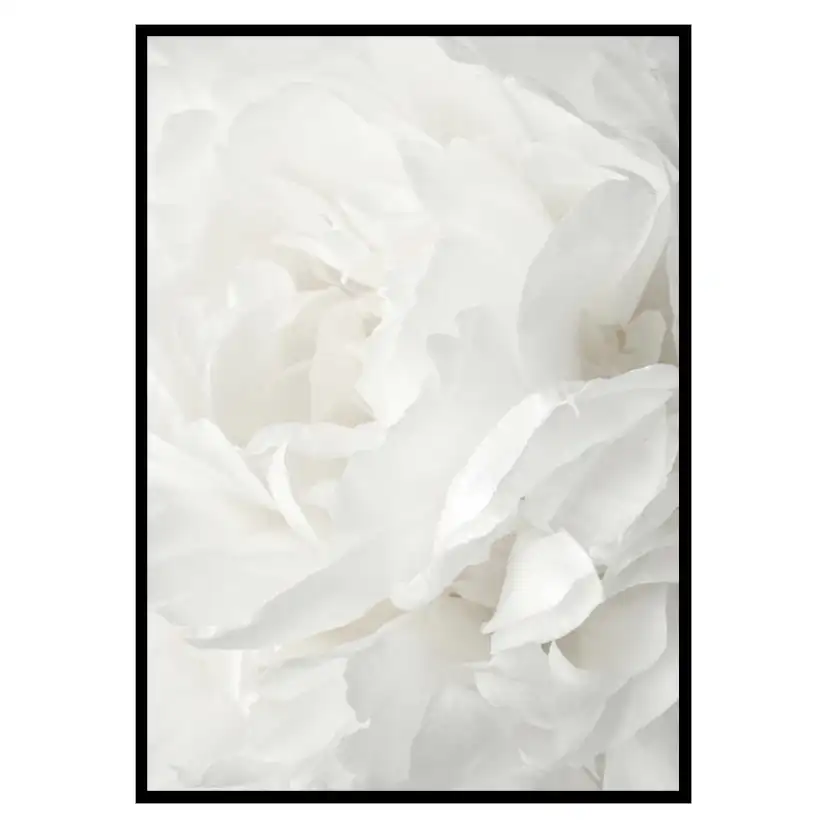 Poster Gallerix White Rose No2