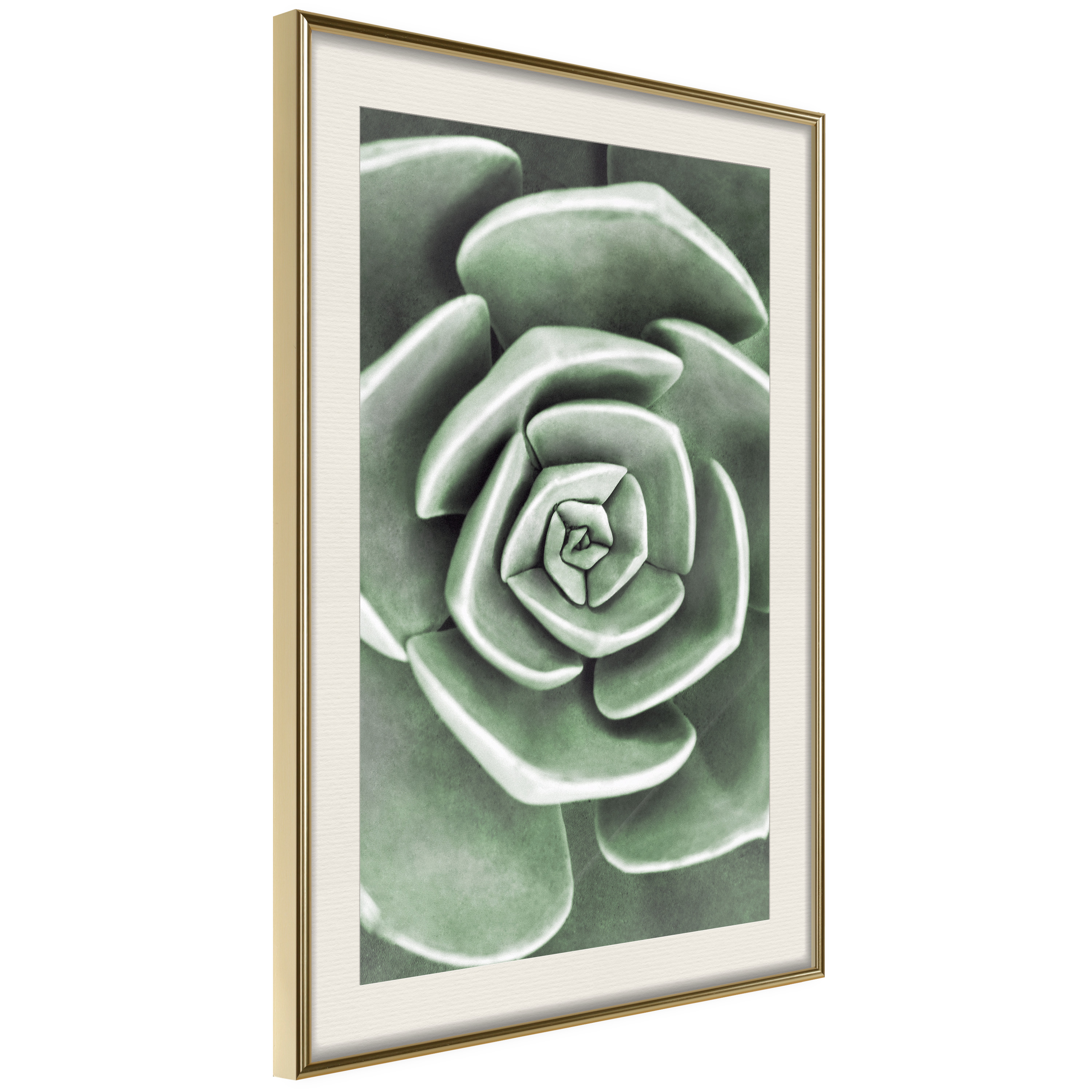 Poster Artgeist Affisch Beautiful Succulent