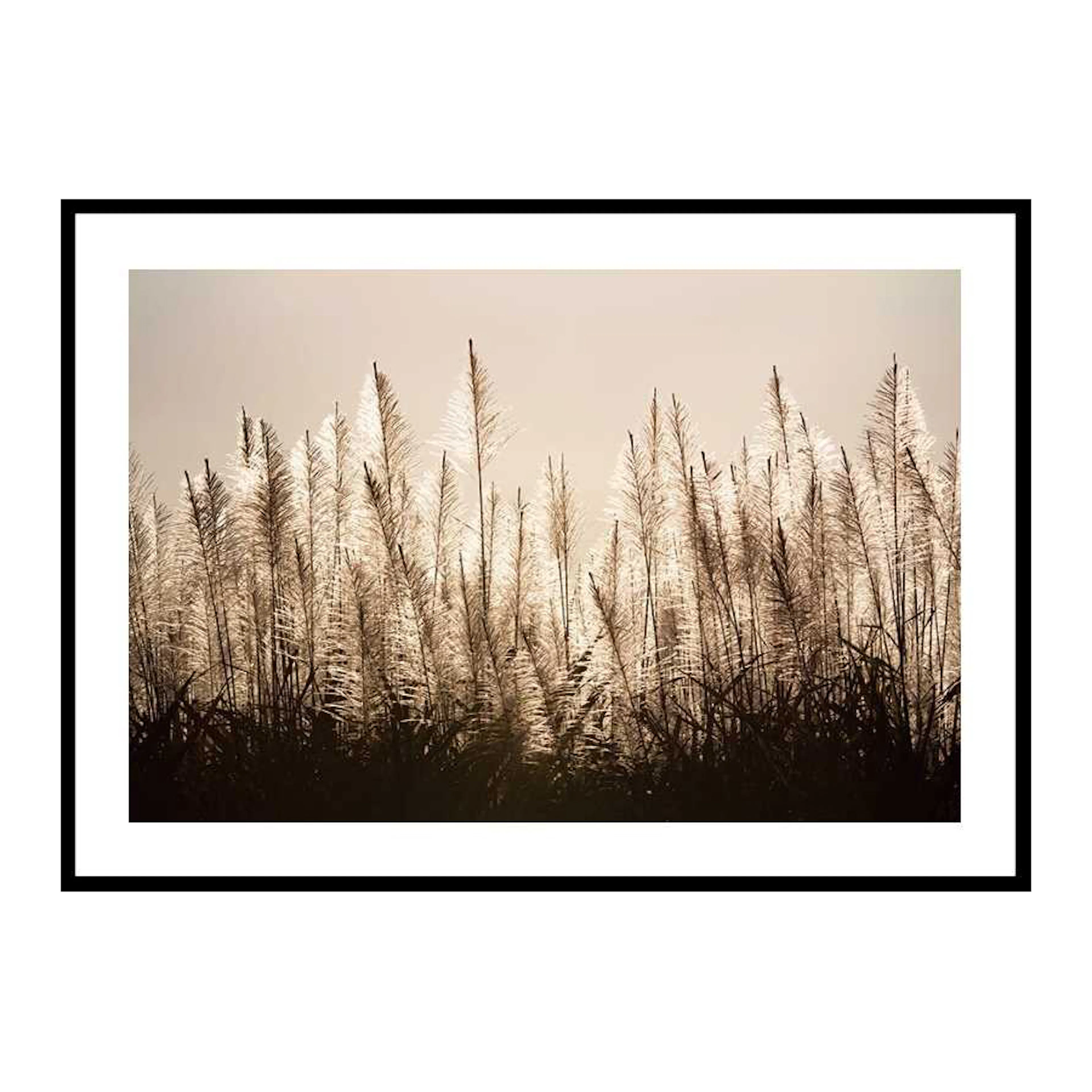 Sugar Cane 30x40 cm