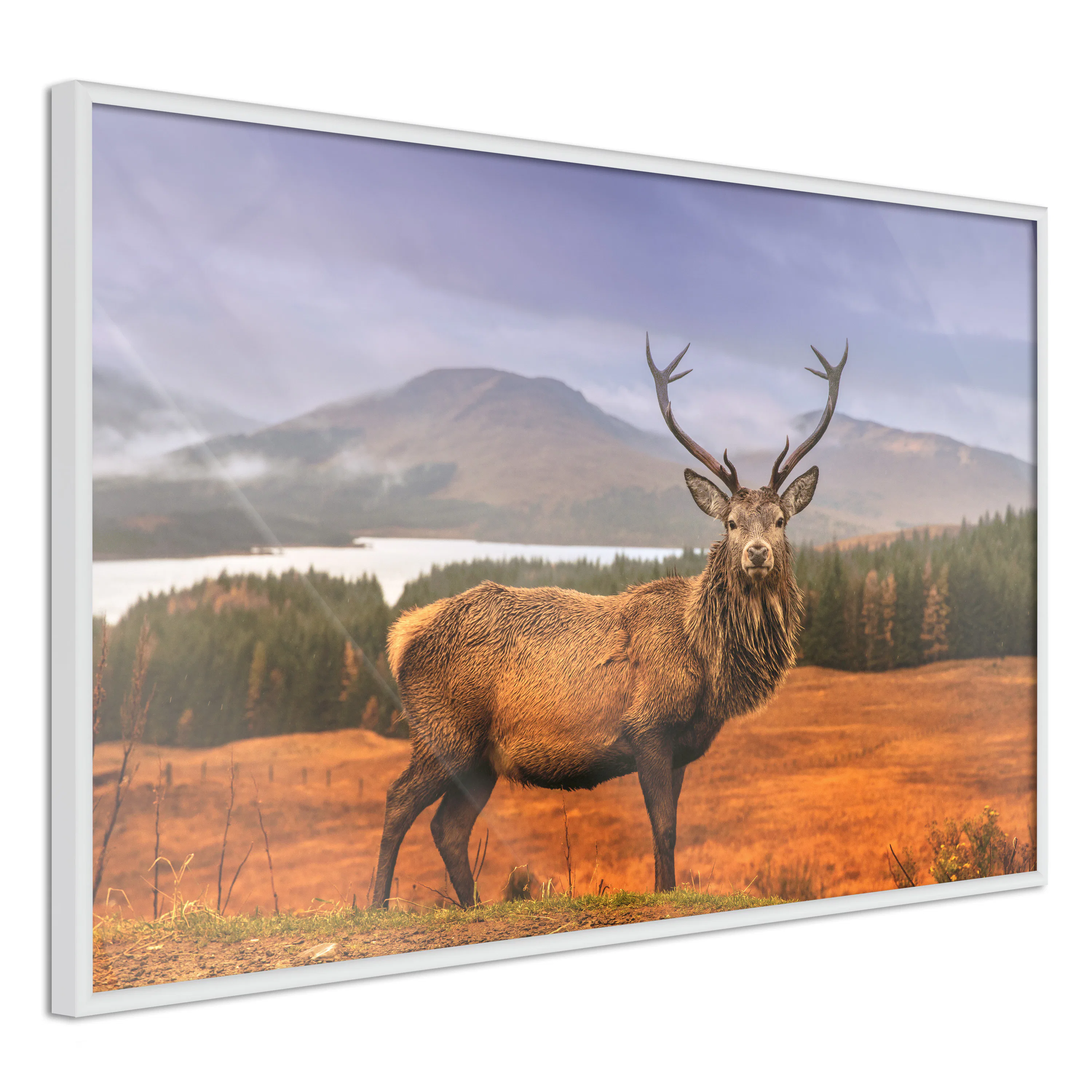 Poster Artgeist Affisch Scottish Stag