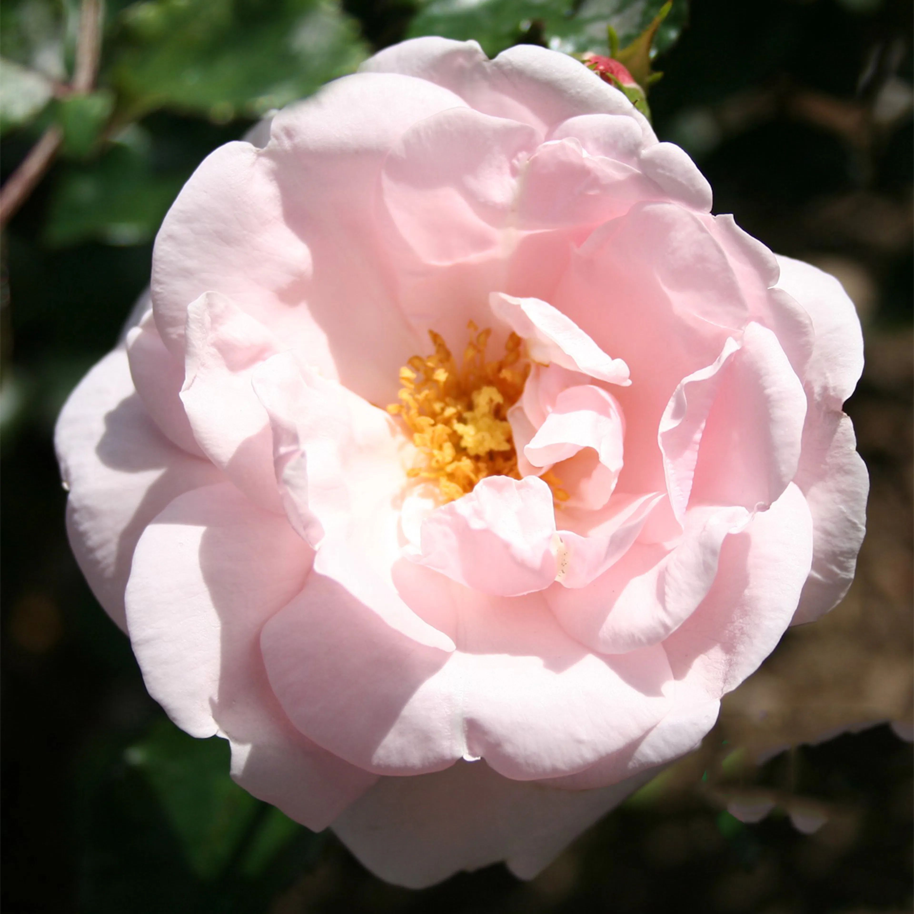 Rosa "New Dawn", 5-pack 5-pack