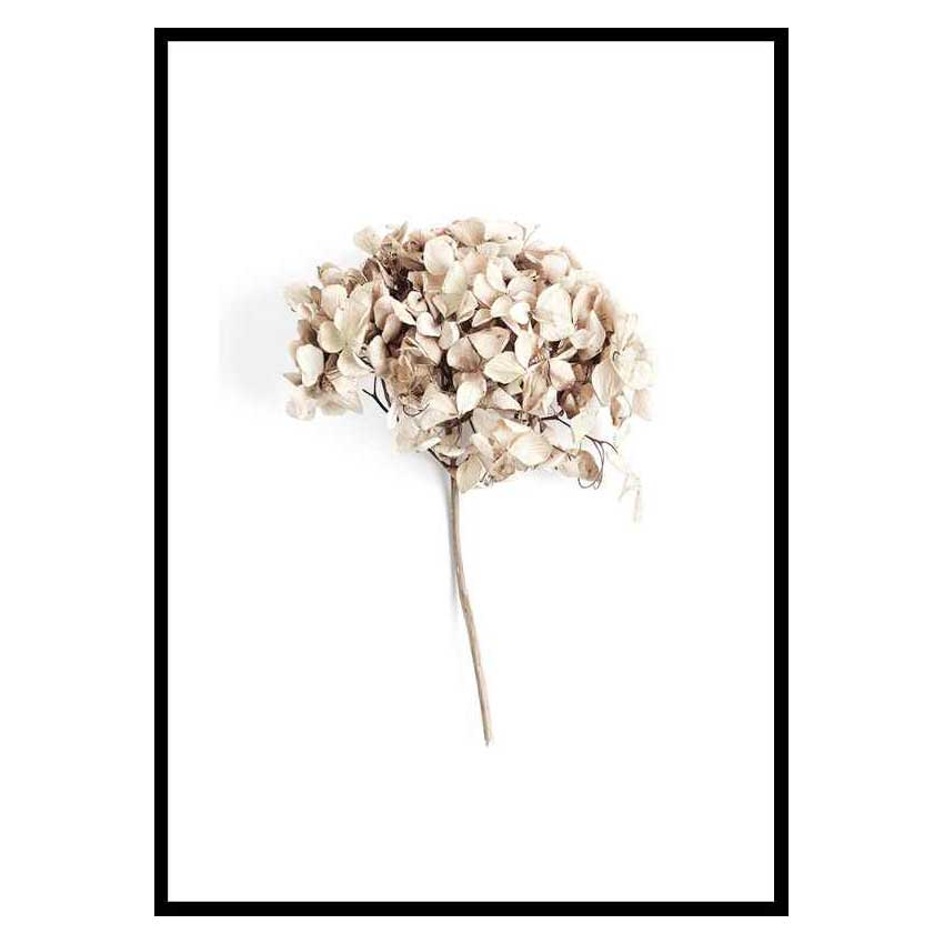 Poster Gallerix Dried Field Flower No2
