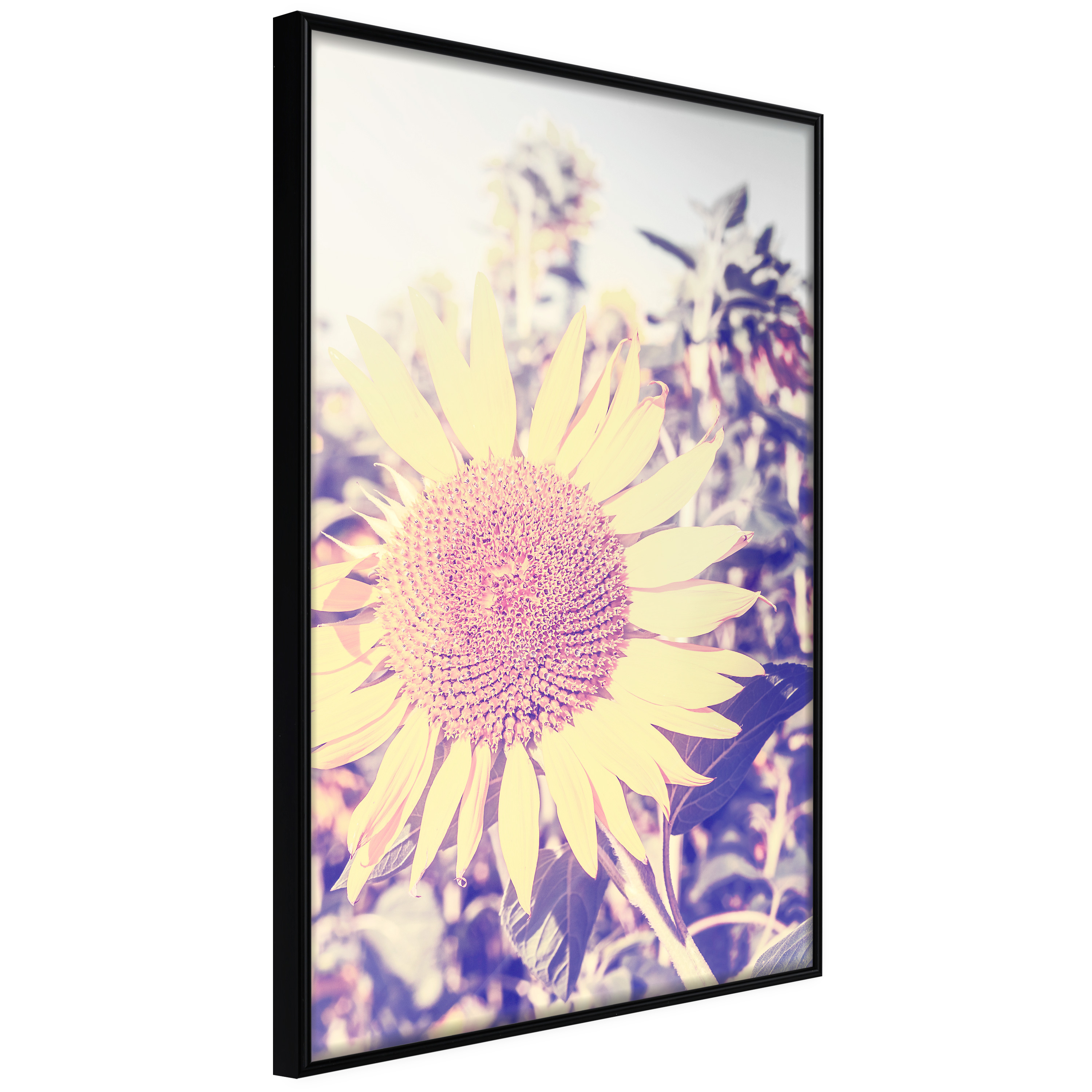 Affisch - Sunflower [Poster] 30x45 Svart ram, 30x45 cm