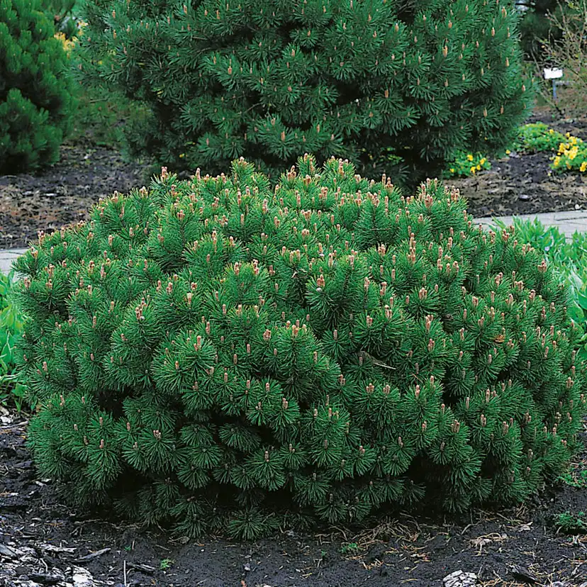 Liten Bergtall Omnia Garden 25-30 cm