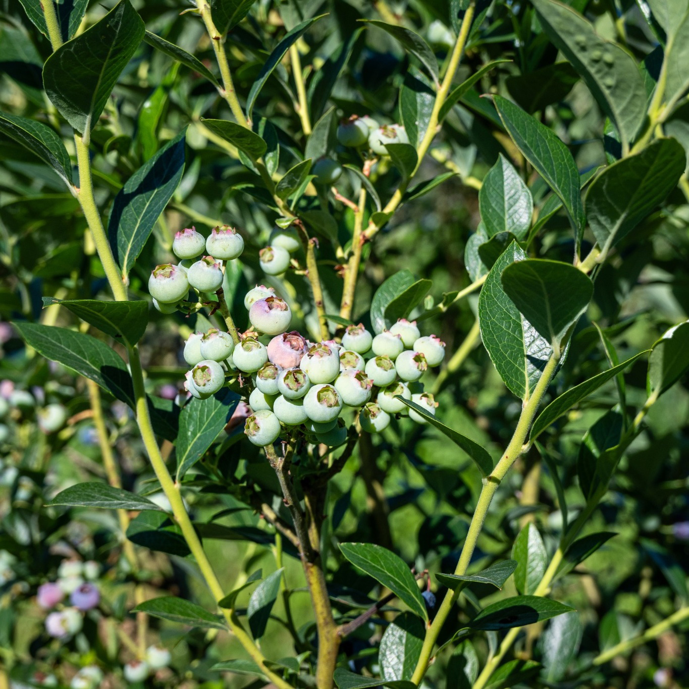Bärbuske Omnia Garden Amerikanskt Blåbär Vaccinium Corymbosum Reka