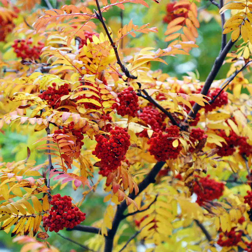 Prydnadsträd Omnia Garden Rönn