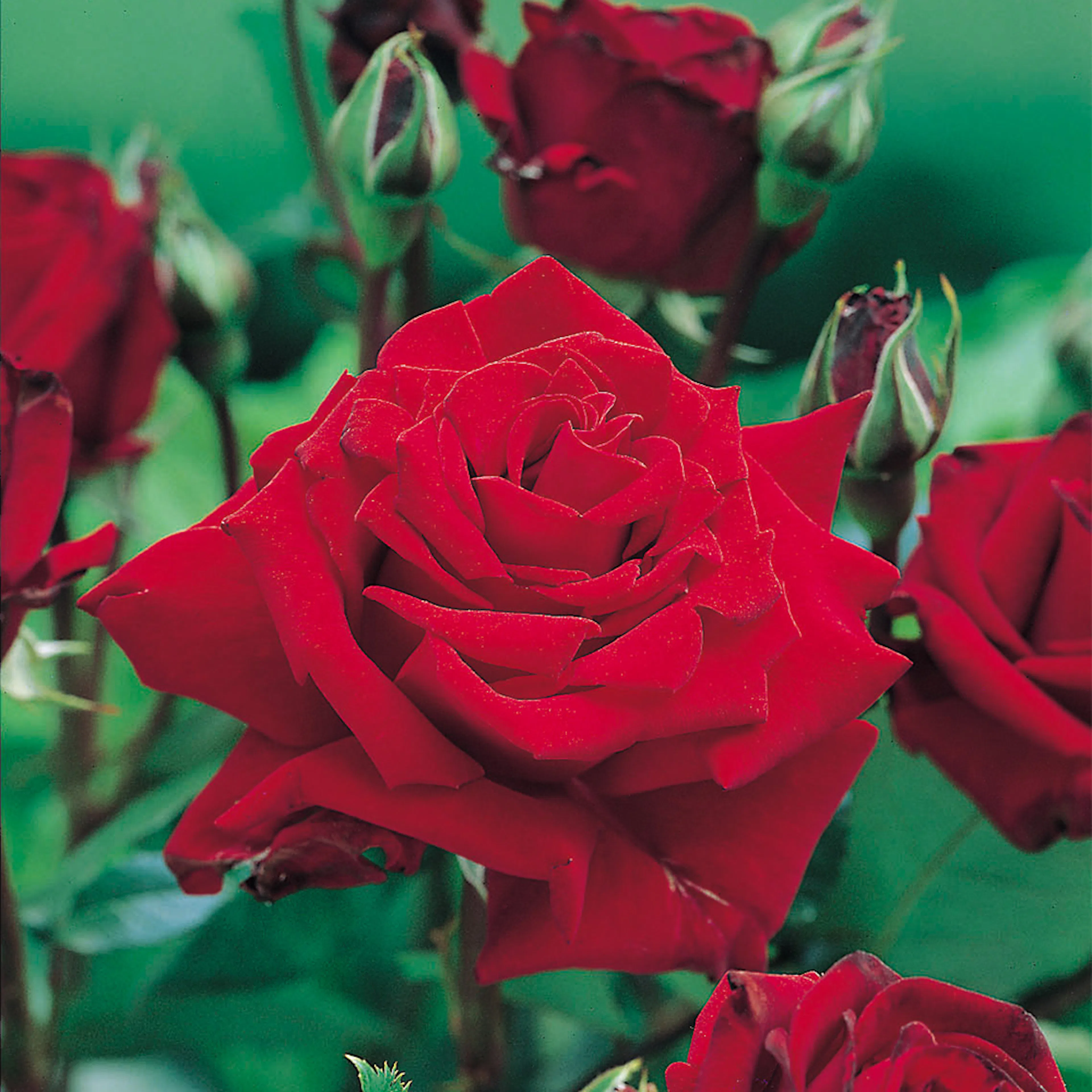 Rosa "Ingrid Bergman", 1-pack 1-pack
