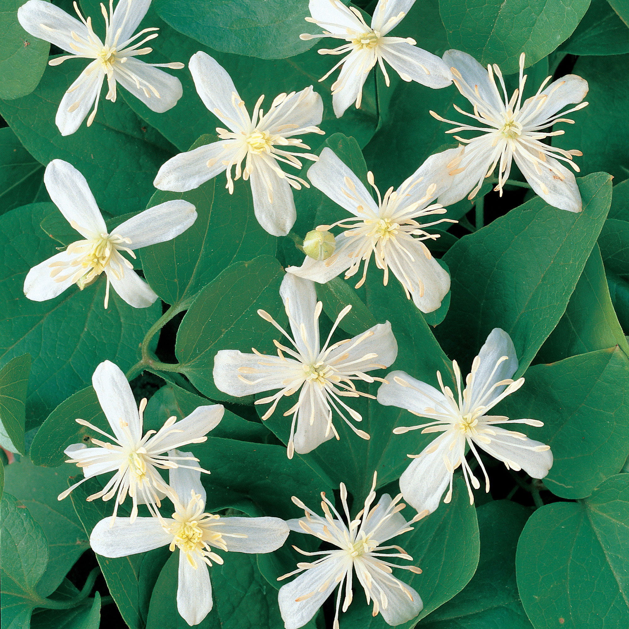 Klätterväxt Stor Vippklematis Omnia Garden 40-60 cm