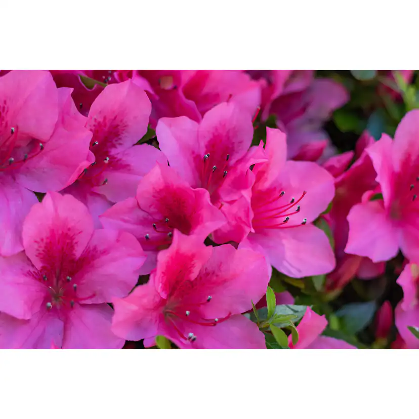 Rhododendron Azalea Omnia Garden Kermesina 20-25 cm