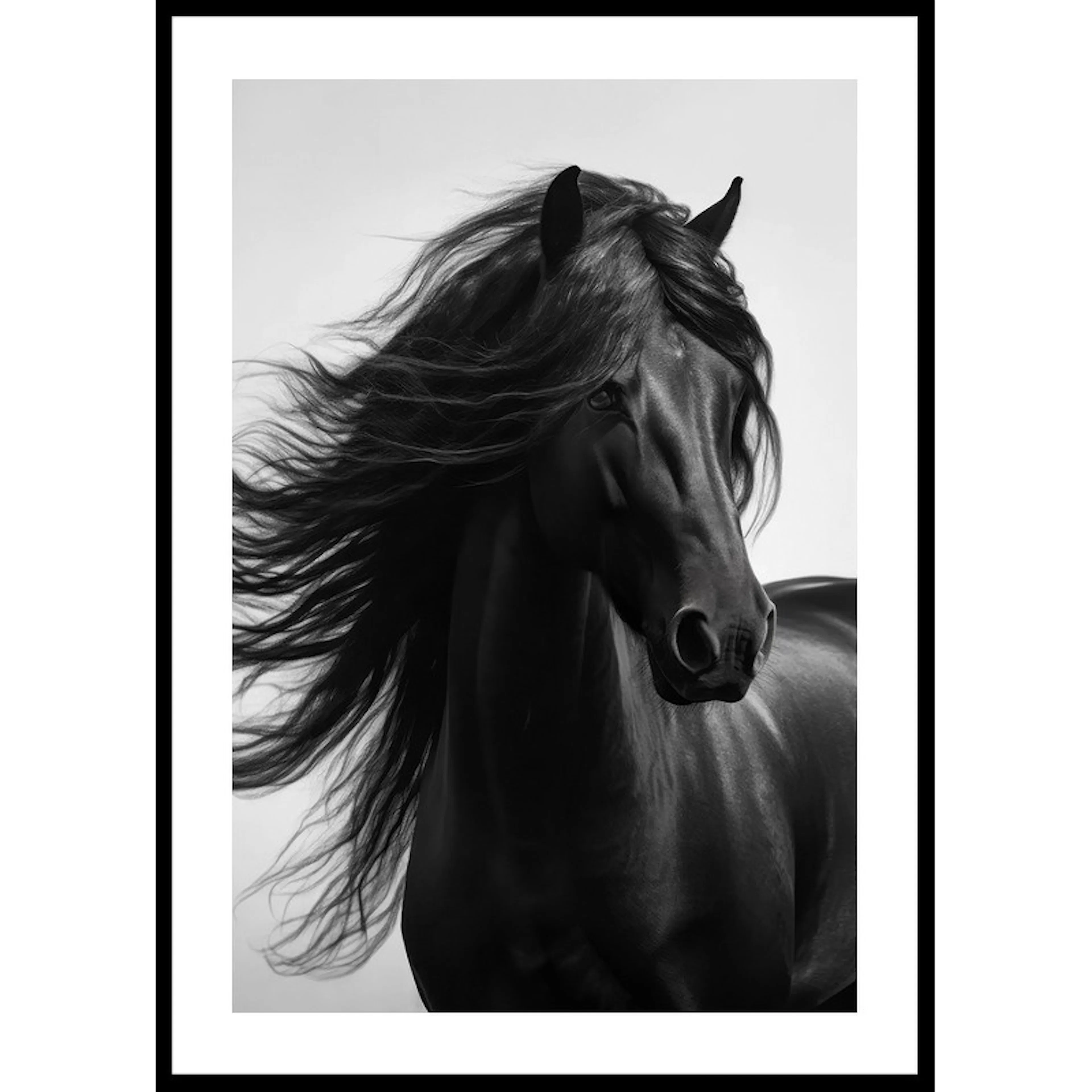 Black Horse Show No1 70x100 70x100 cm