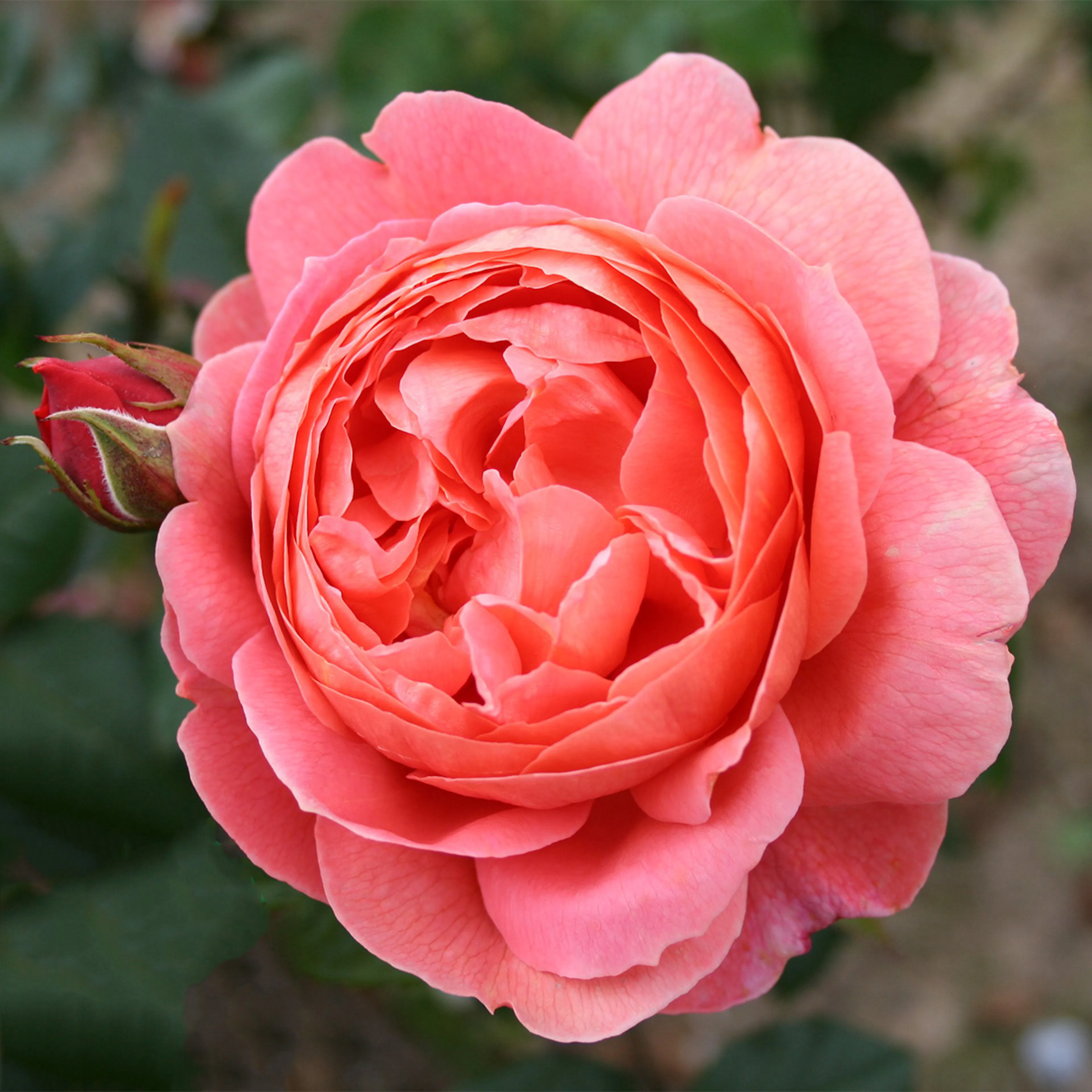 Rosa "Summer Song", 1-pack 1-pack