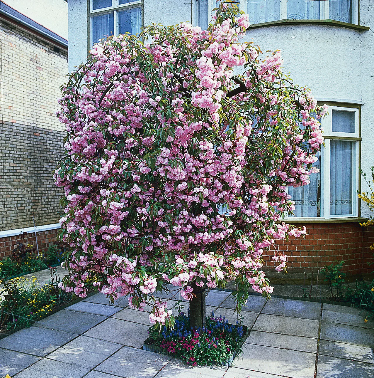 Prydnadsträd Japanskt körsbär Omnia Garden Prunus Kiku-Shidare-Zakura 100-120 cm
