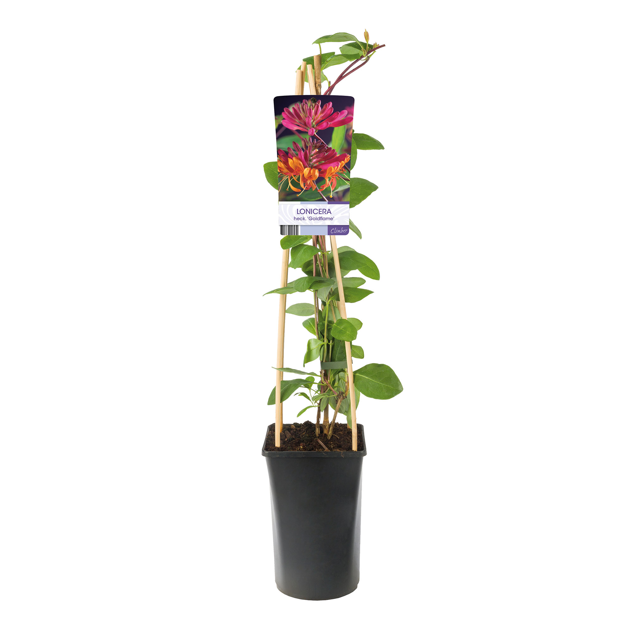 Klätterväxt Blomsterkaprifol Omnia Garden Goldflame 40-60 cm
