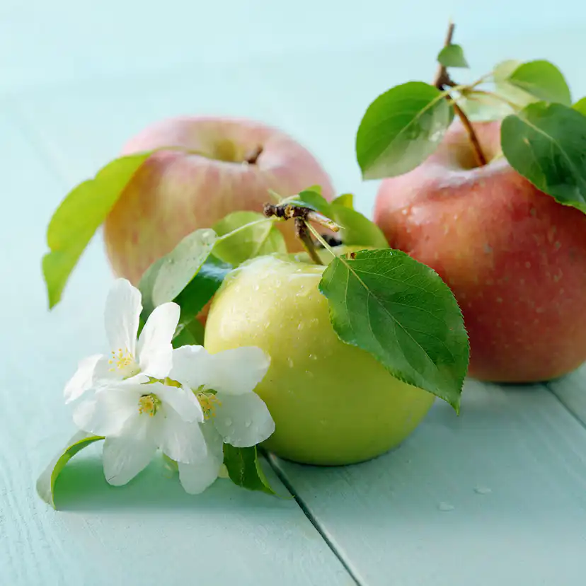 Planta Fruktträd Omnia Garden Familjeträd Äpple inkl Uppbindningskit