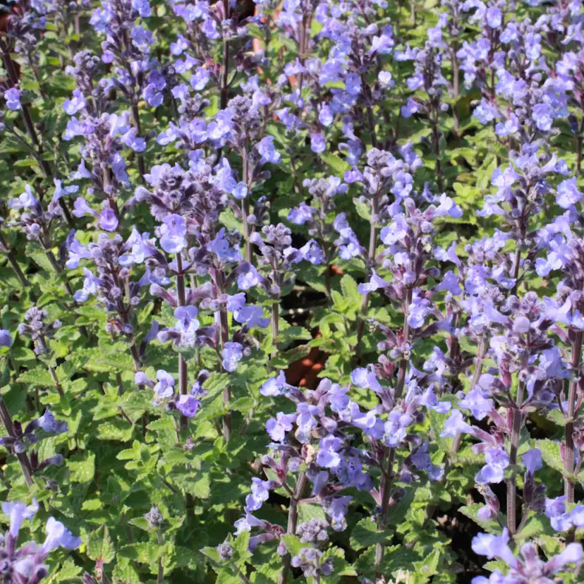 Perenn Omnia Garden Perennpaket Helheten