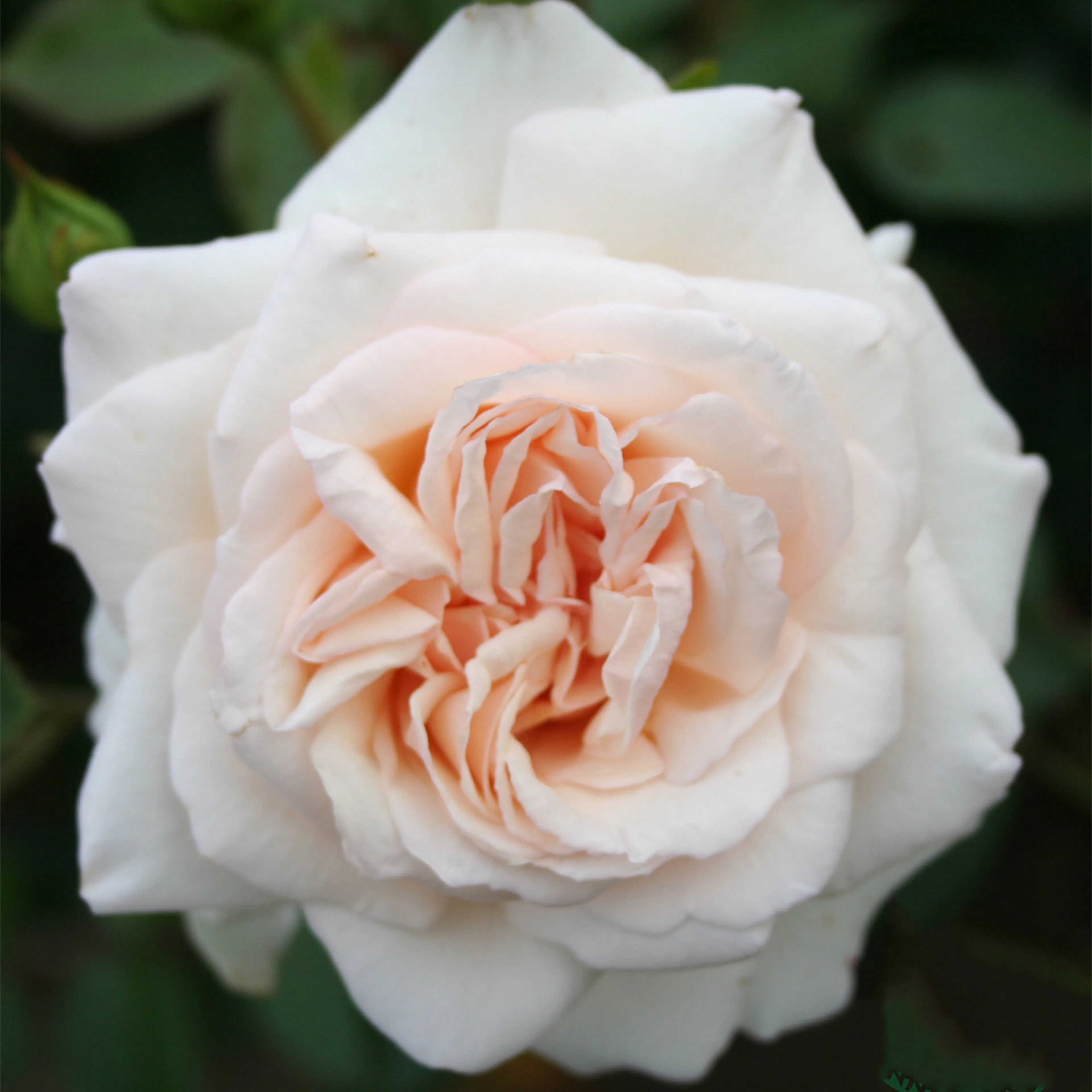 Rosa "Penny Lane", 1-pack 1-pack