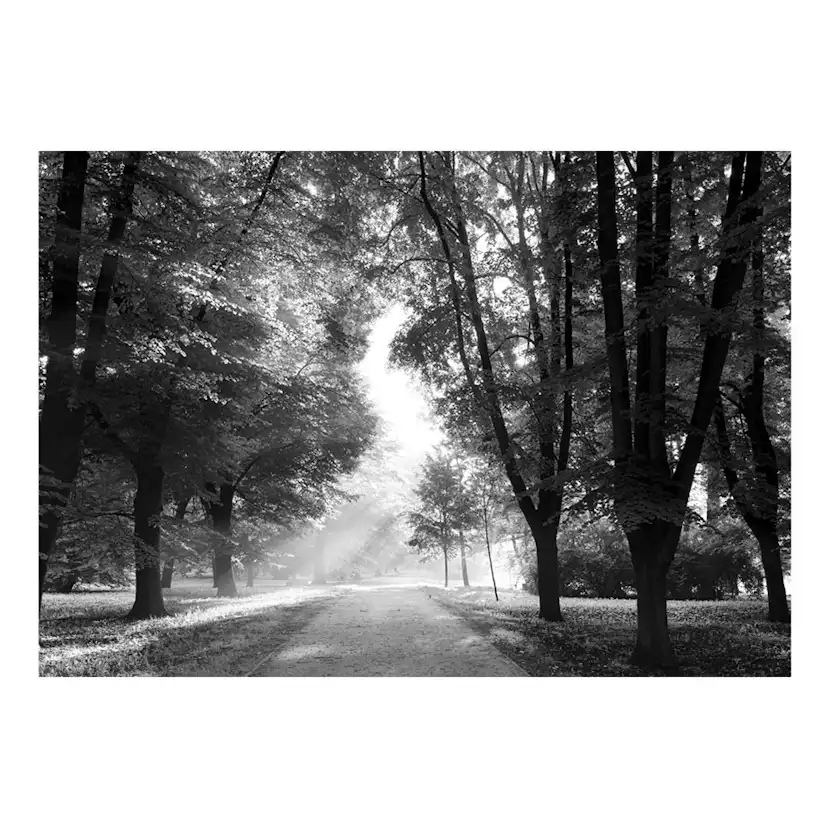 Fototapet Arkiio Path Of Memories