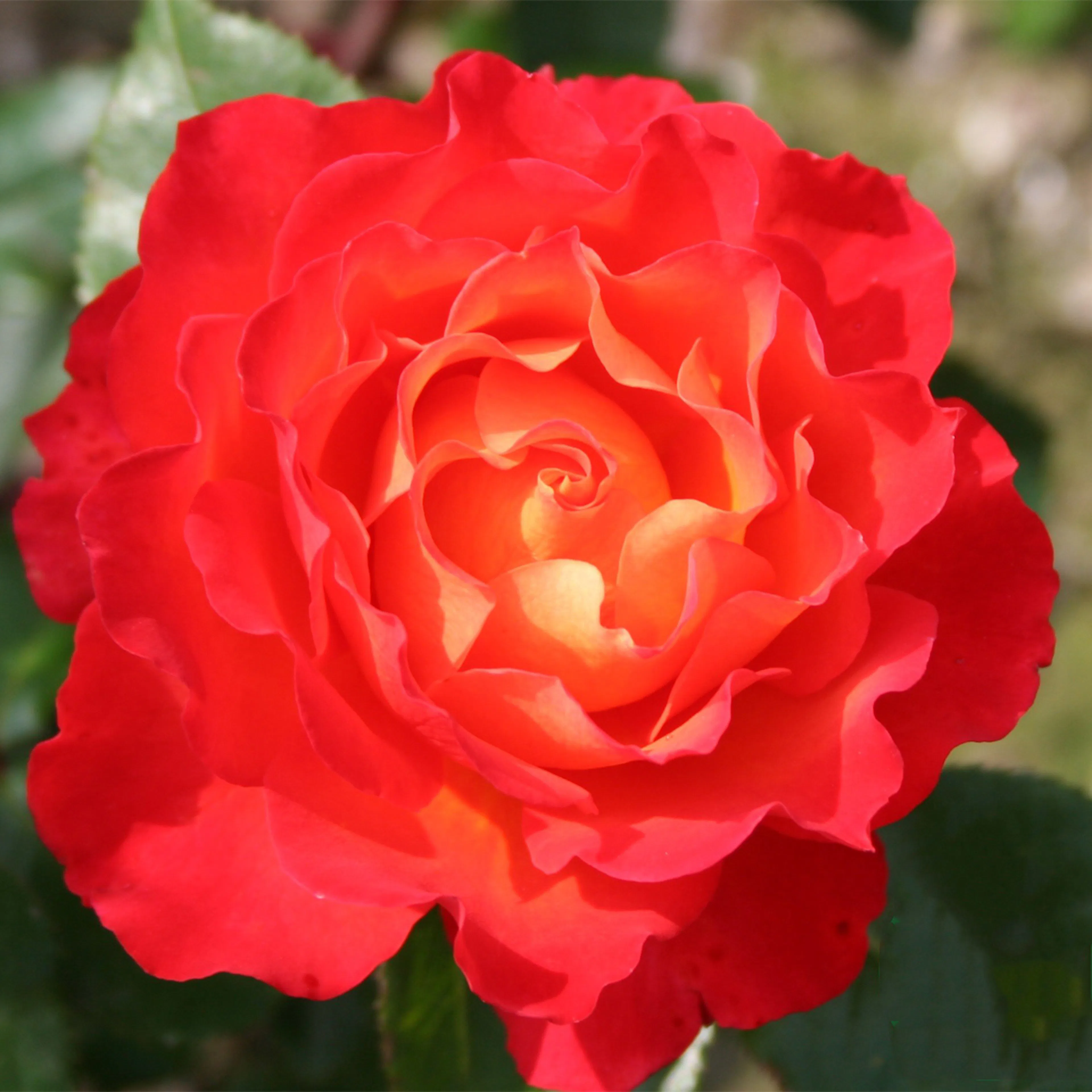 Rosa "David® Rosenmager", 1-pack 1-pack