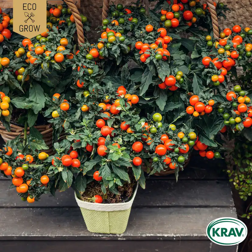 Fröpåse Eco Grow Ampeltomat Maskotka