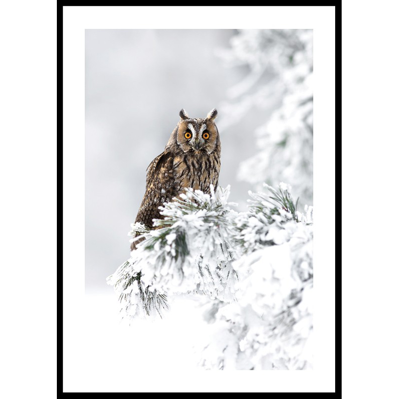 Owl On Snow Branch 50x70 50x70 cm