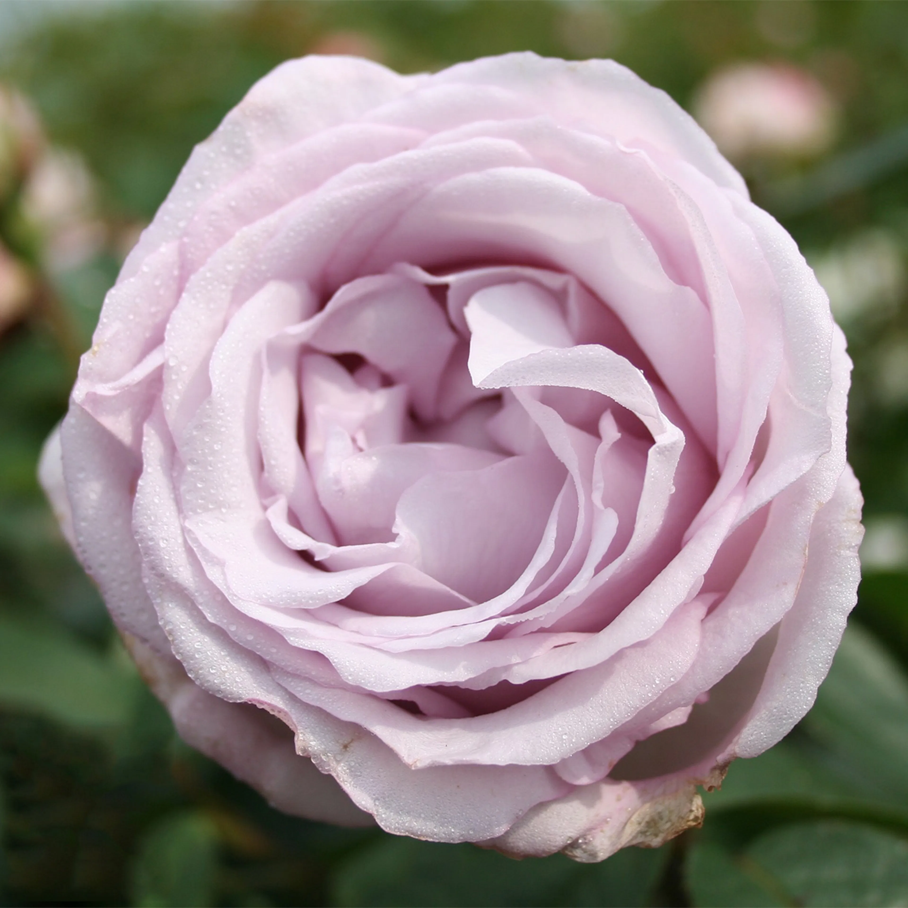 Rosa "Bering Renaissance", 1-pack 1-pack