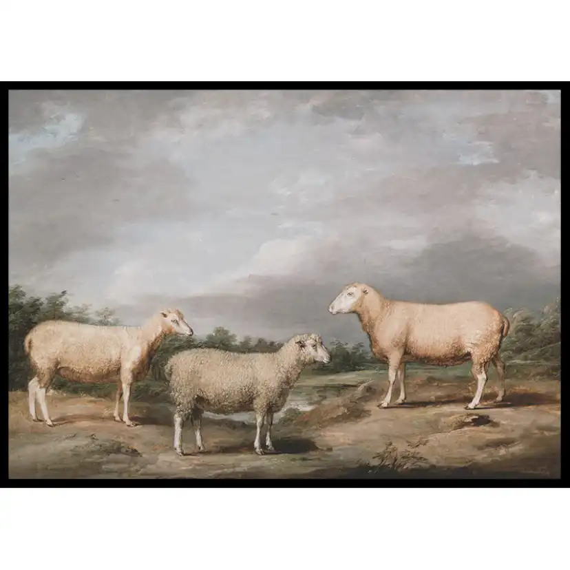 Poster Gallerix Ryelands Sheep The King's Ram The King's Ewe And Lord Somerville's Wether By James Ward