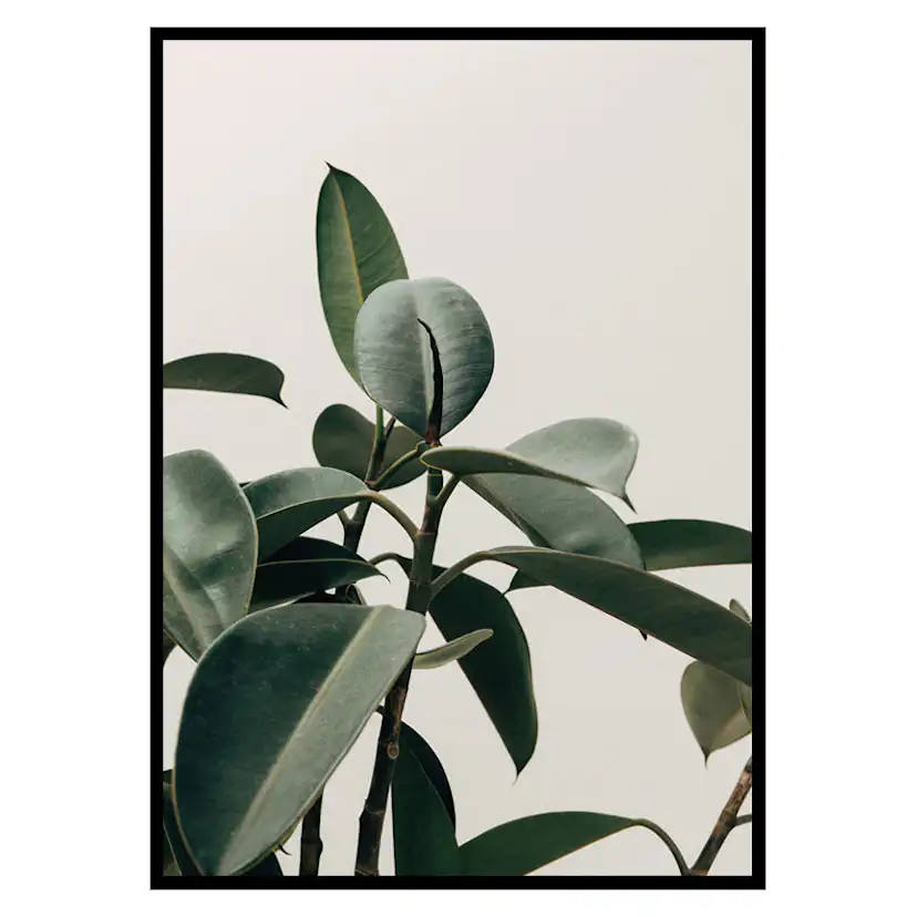 Poster Gallerix Rubber Plant