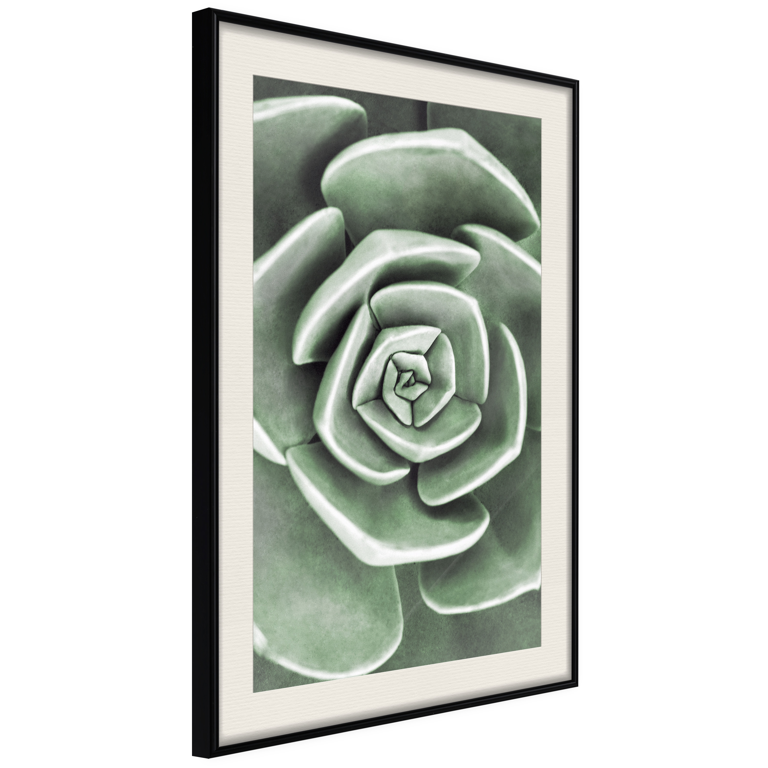 Affisch - Beautiful Succulent [Poster] 30x45 Svart ram med passepartout, 30x45 cm