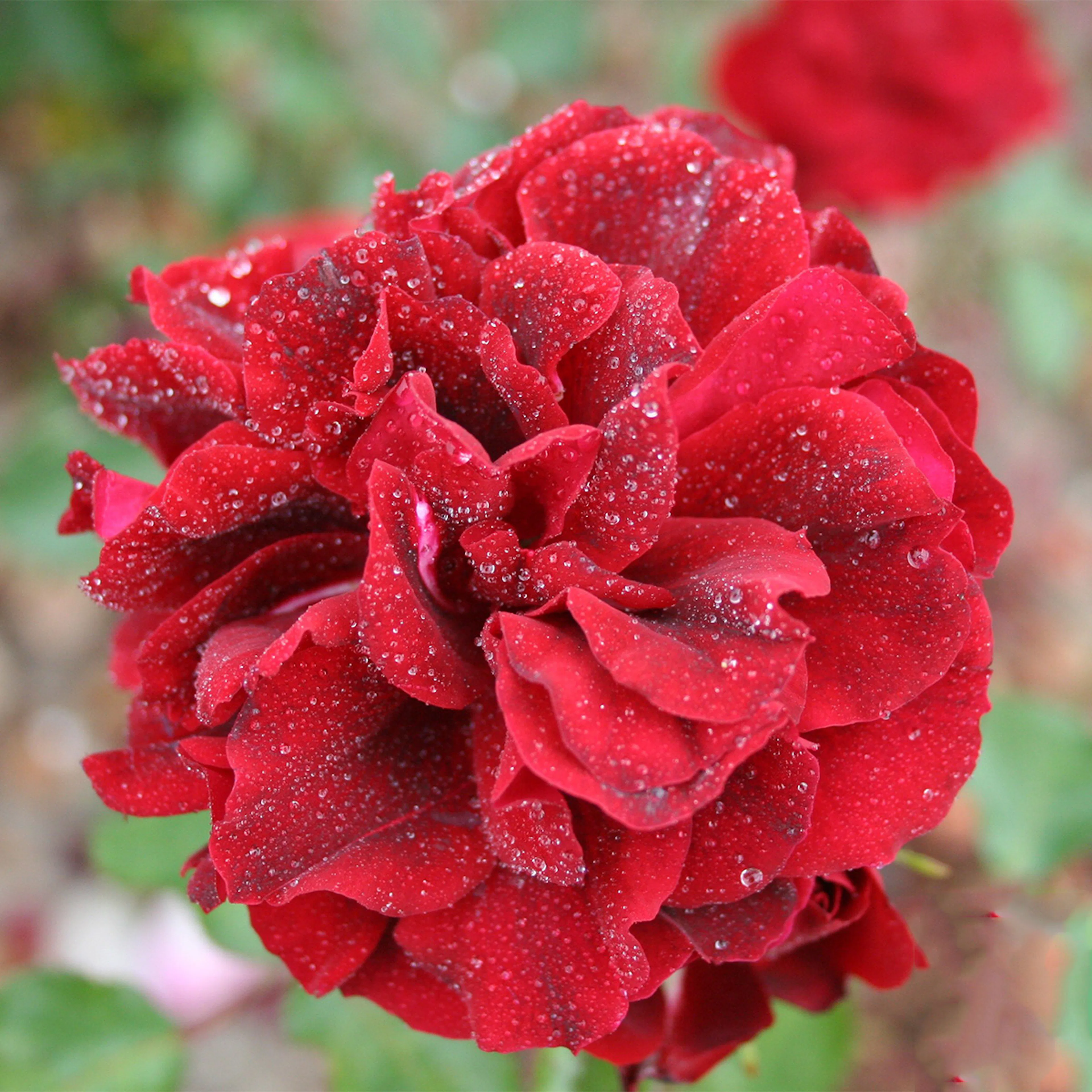Rosa "Isabel Renaissance", 1-pack 1-pack