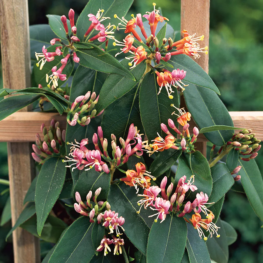 Klätterväxt Vintertry Omnia Garden 40-60 cm