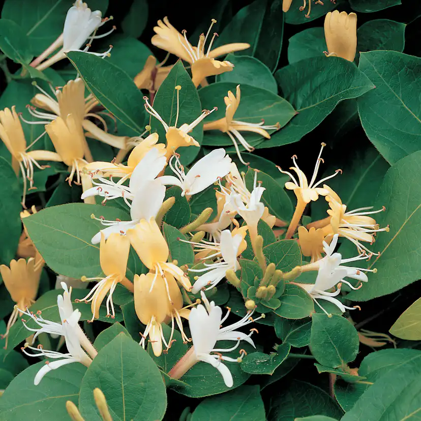 Klätterväxt Slingertry Hall`s Prolific Omnia Garden 40-60 cm