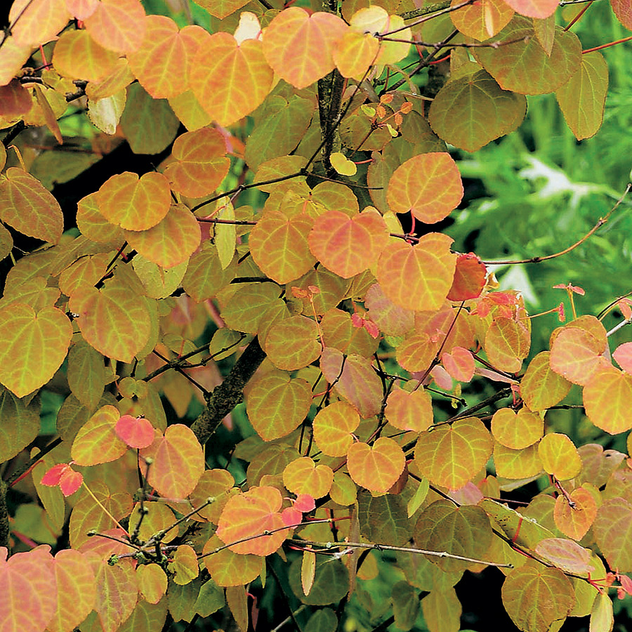 Prydnadsbuske Omnia Garden Katsura- Brödträd med Hjärtformade Blad 125-150cm