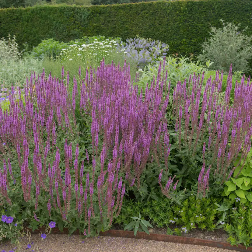 Perenn Omnia garden Stäppsalvia Amethyst