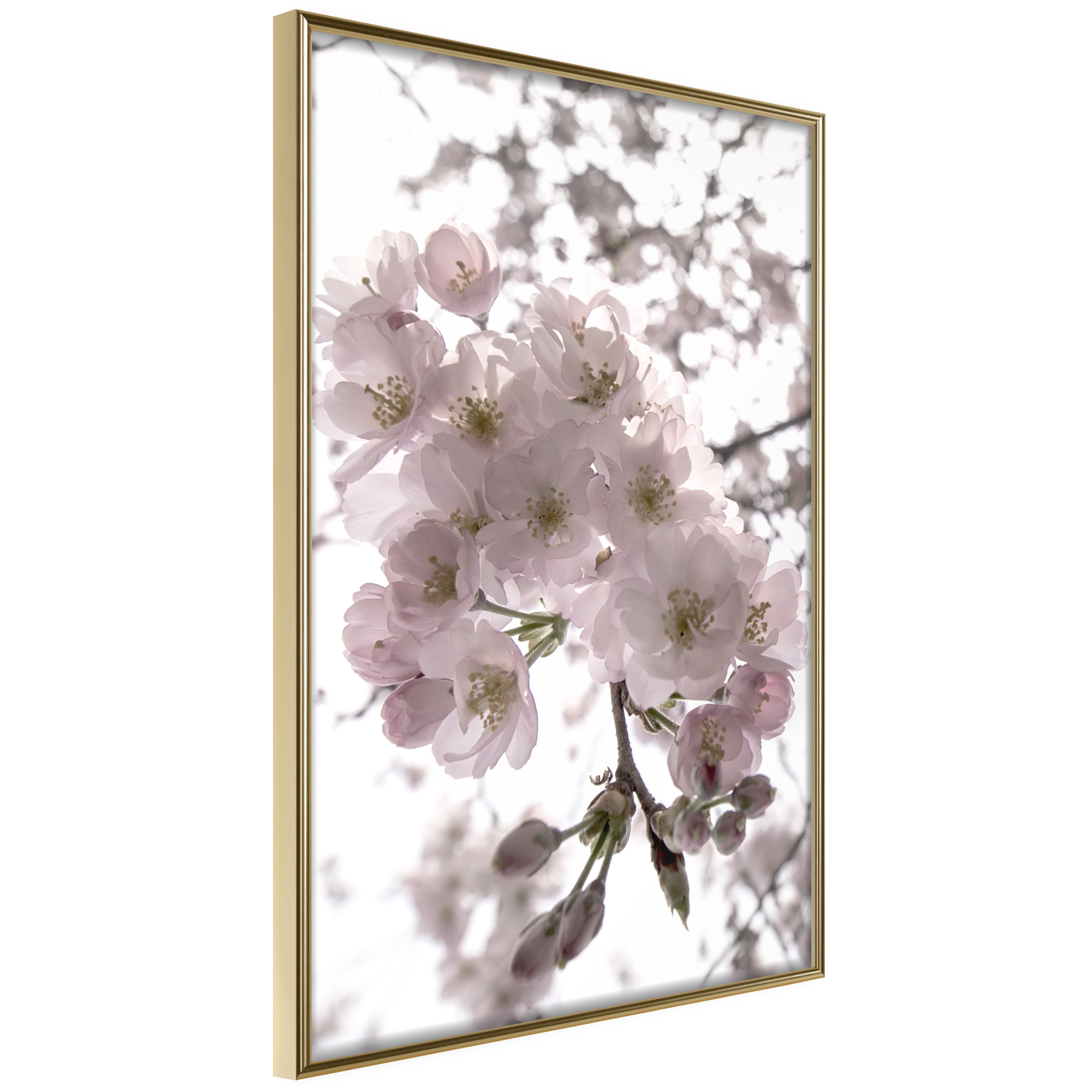 Affisch - Cherry Blossoms [Poster] 30x45 Guld ram, 30x45 cm