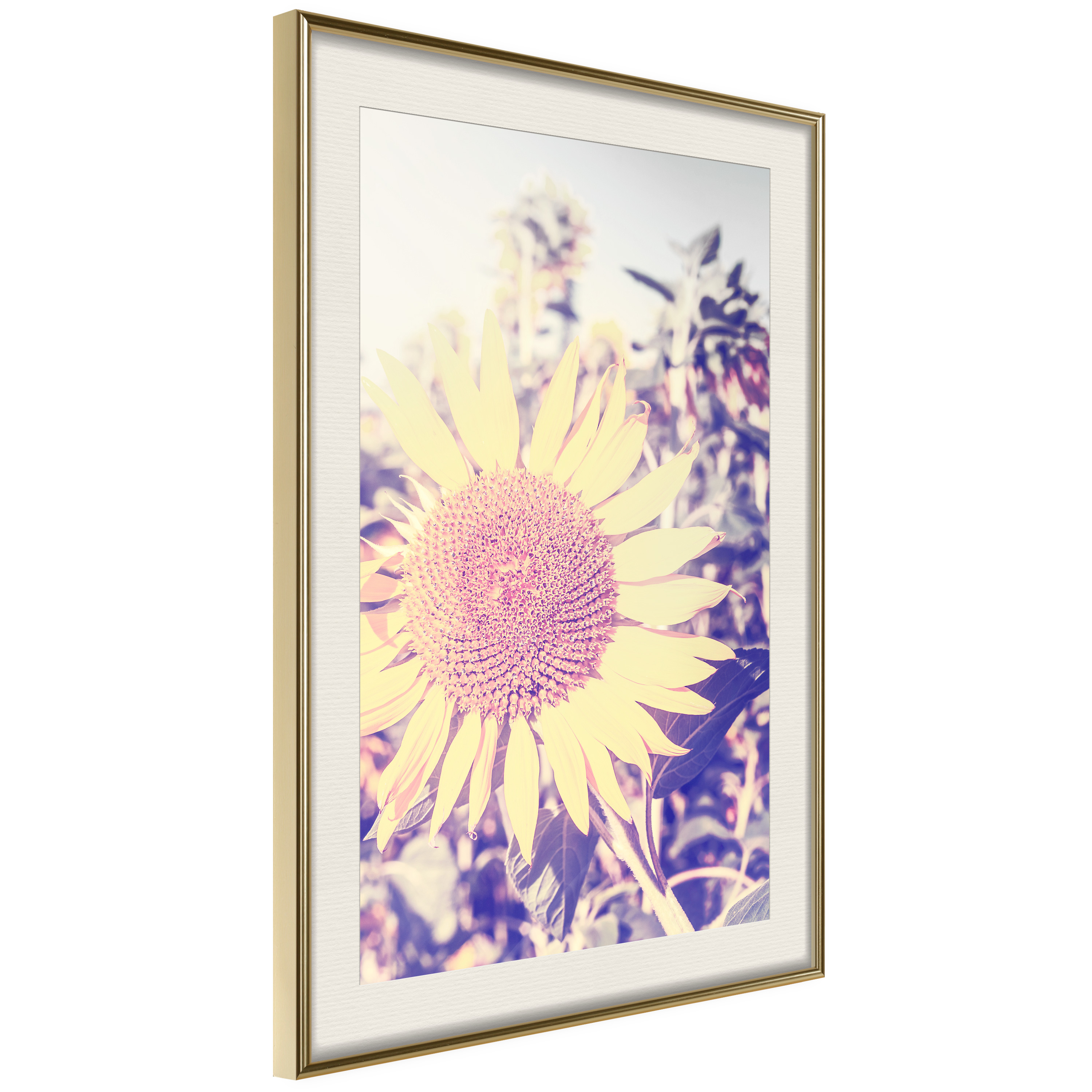 Affisch - Sunflower [Poster] 30x45 Guld ram med passepartout, 30x45 cm