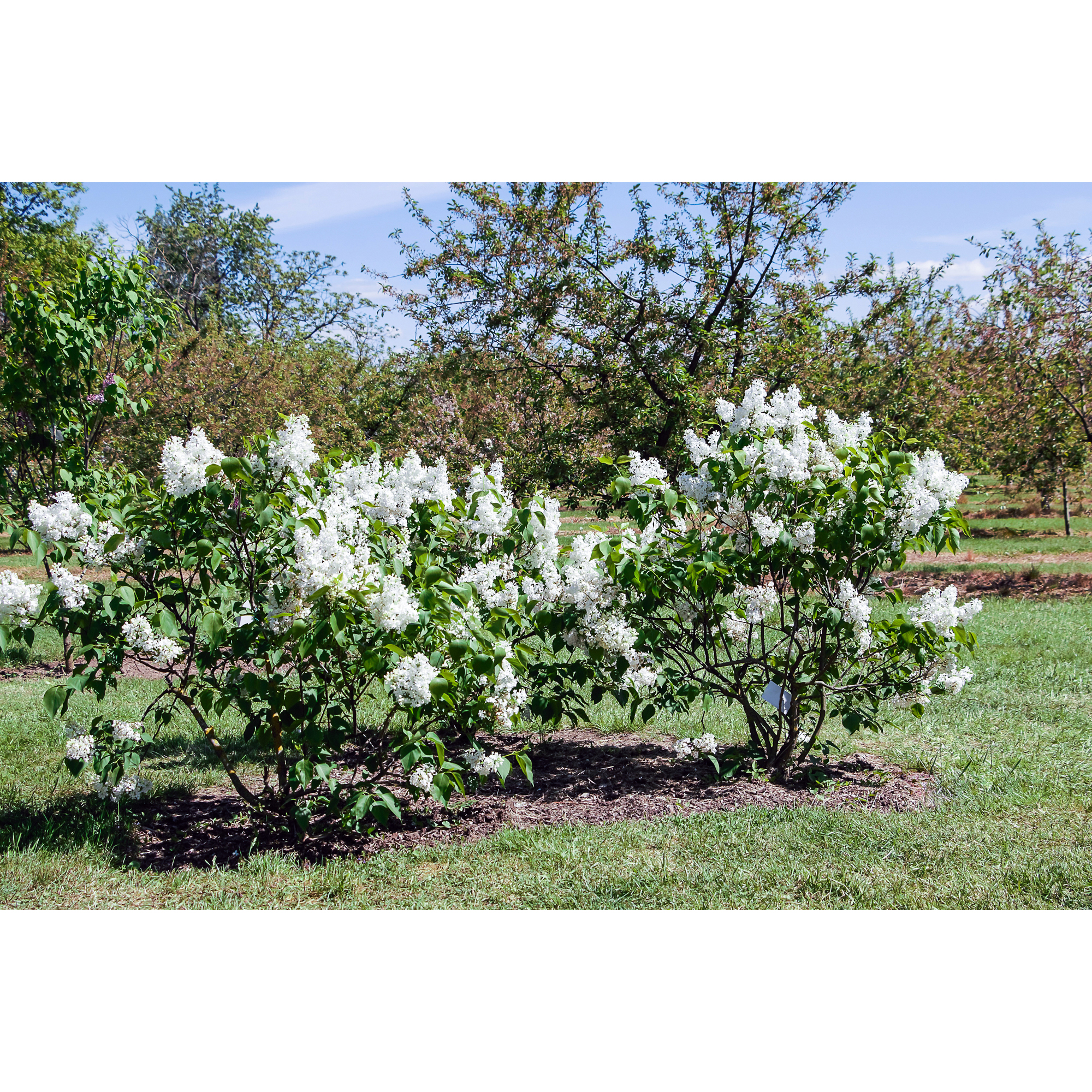 Planta Vit Syrén Omnia Garden 20-40 cm, Krukodlade