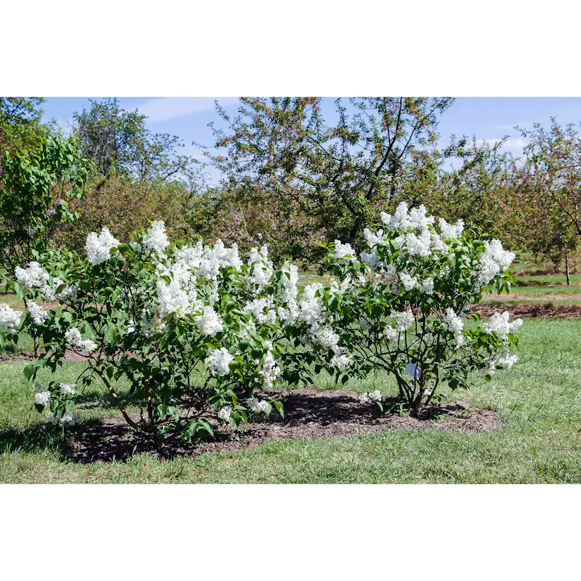 Planta Vit Syrén Omnia Garden 20-40 cm, Krukodlade