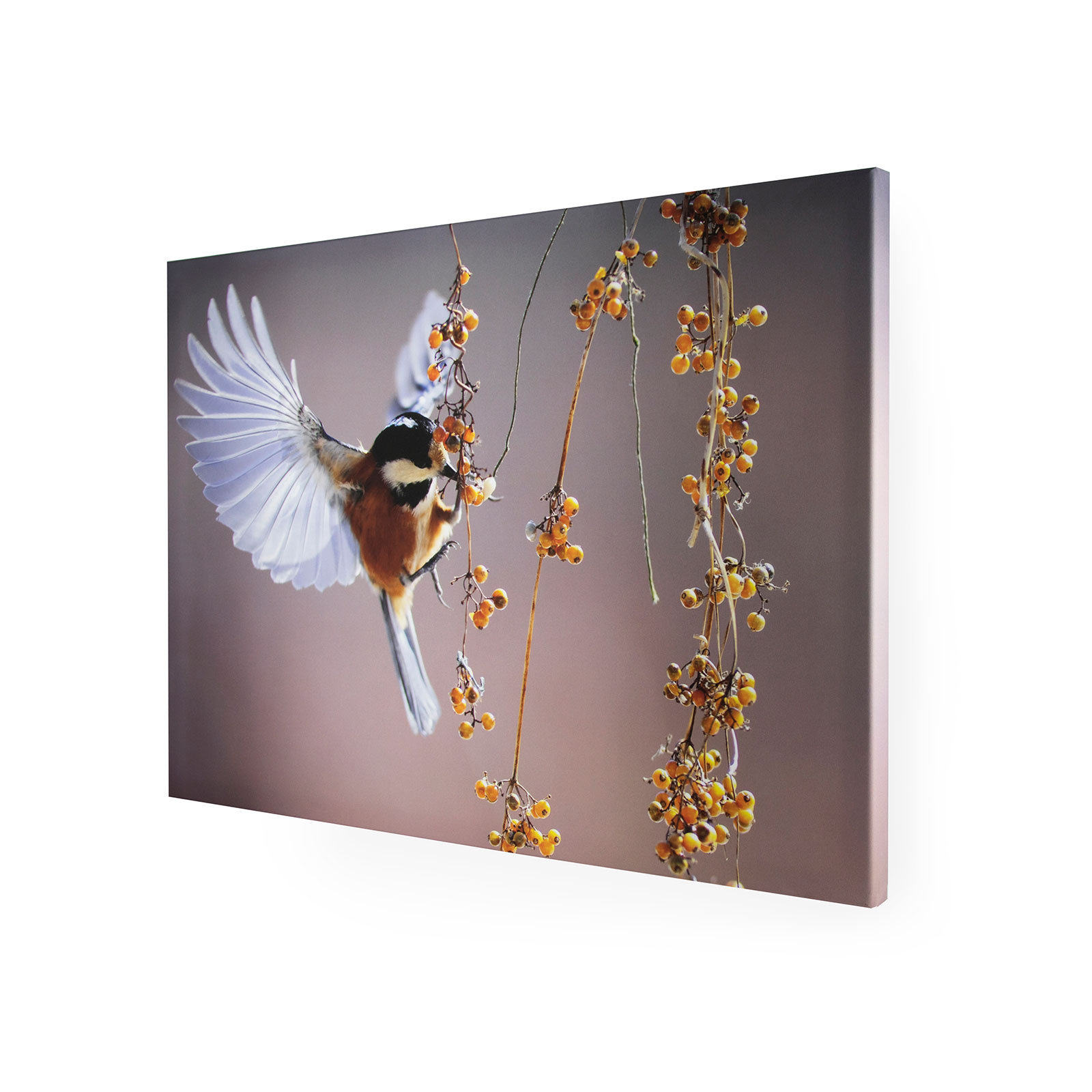 Tavla Art for the Home Bird 70x100