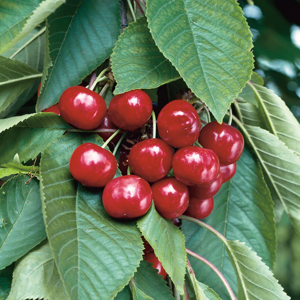 Sötkörsbärsträd Omnia Garden Stella