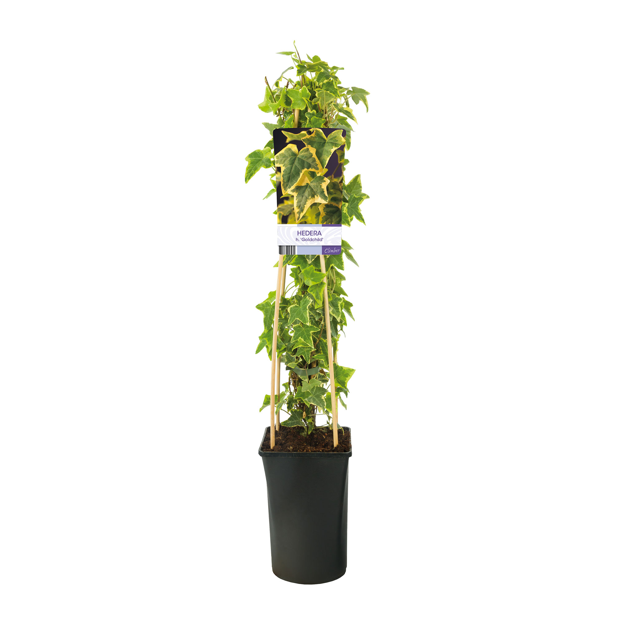 Klätterväxt Murgröna Goldchild Omnia Garden 40-60 cm