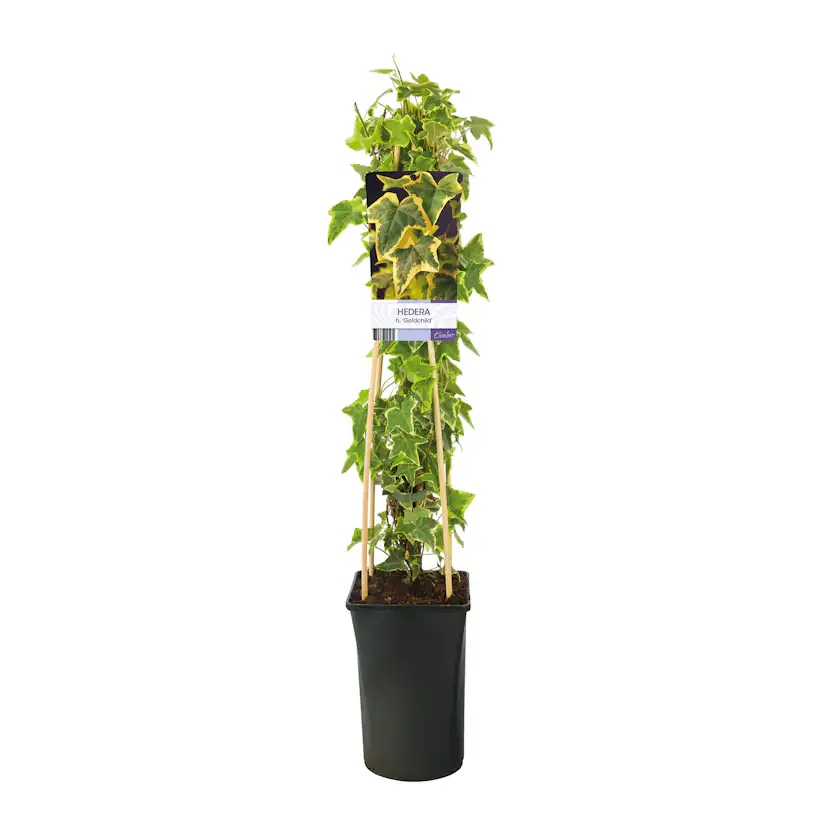 Klätterväxt Murgröna Goldchild Omnia Garden 40-60 cm