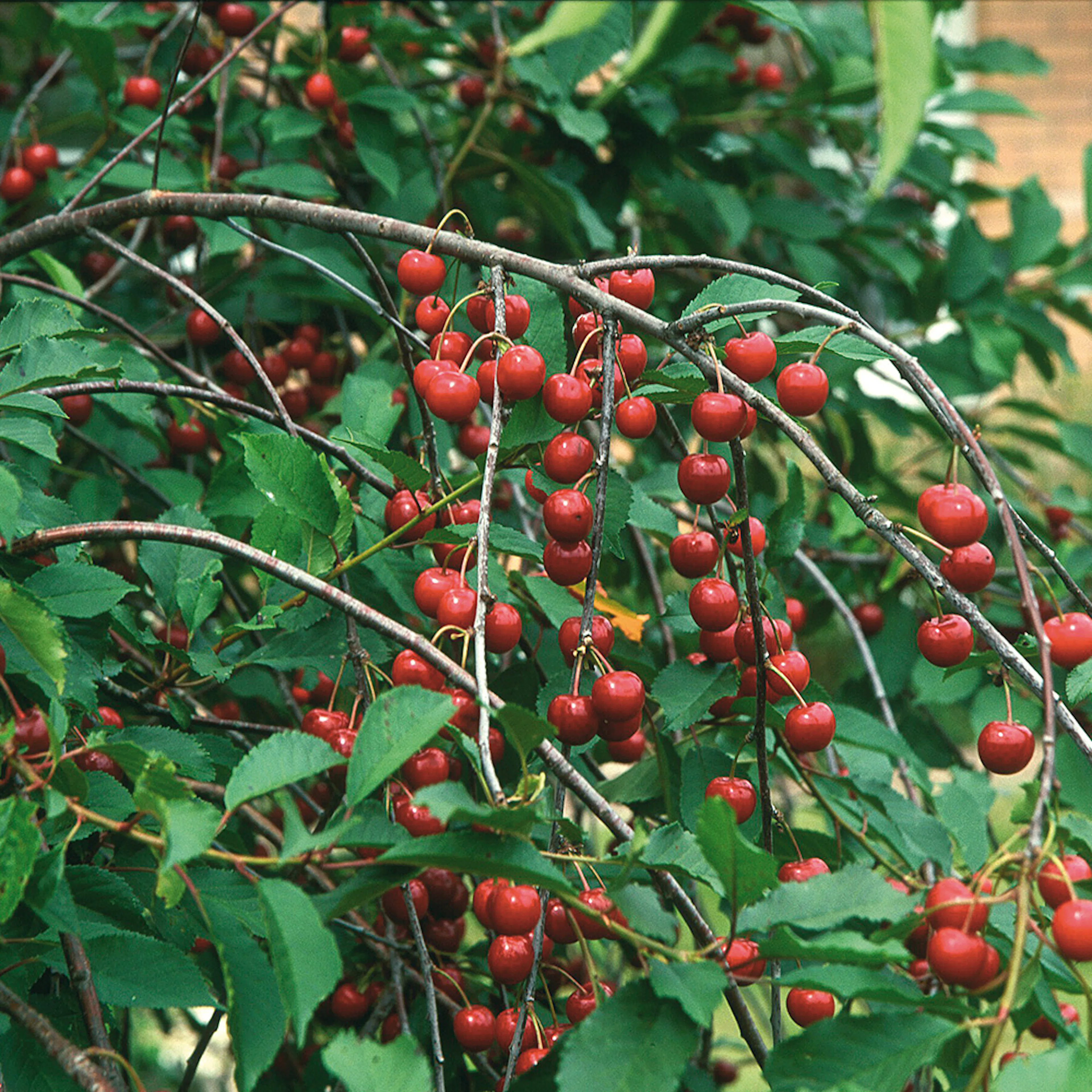 Surkörsbärträd Omnia Garden Skuggmorell Morello E