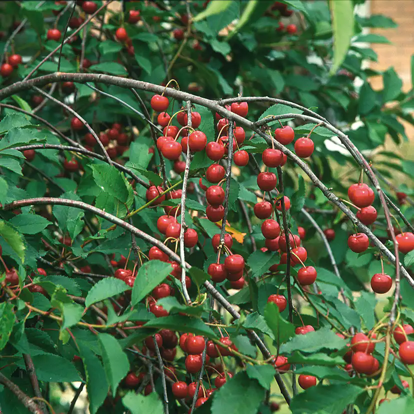 Surkörsbärträd Omnia Garden Skuggmorell Morello E