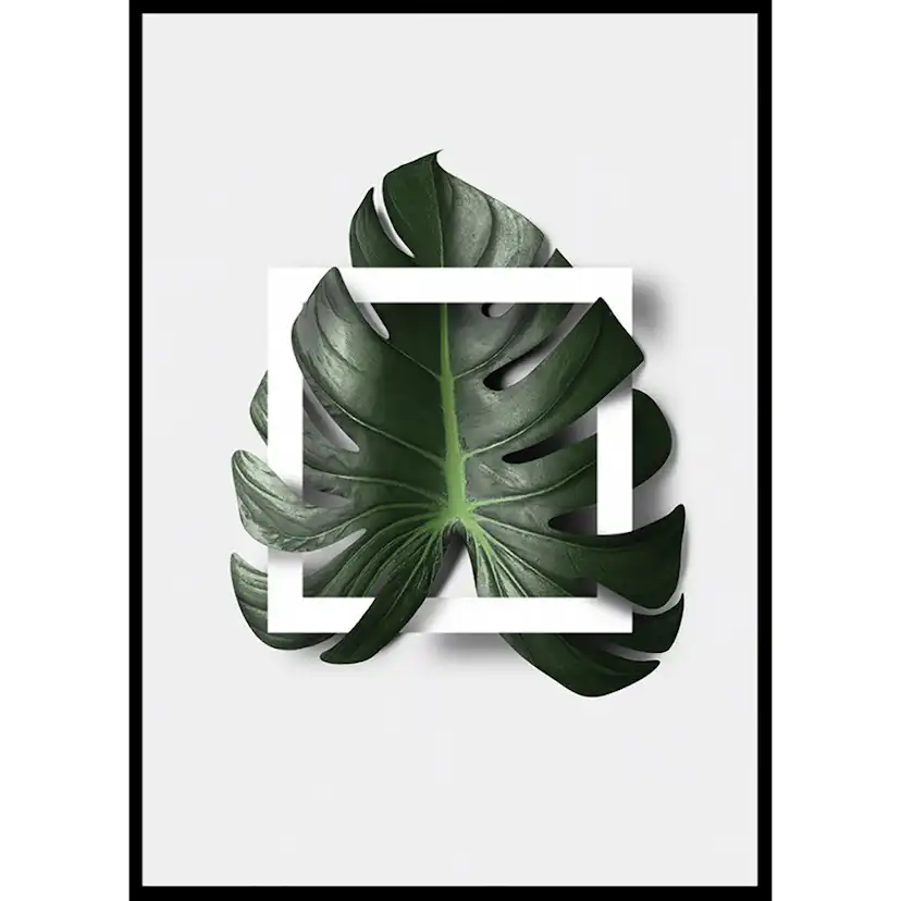 Poster Gallerix Monstera Boxed