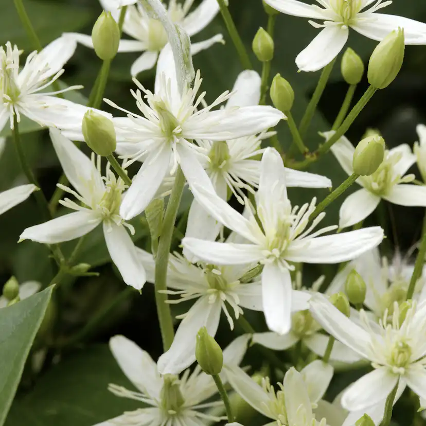 Klätterväxt Stor Vippklematis Omnia Garden 40-60 cm