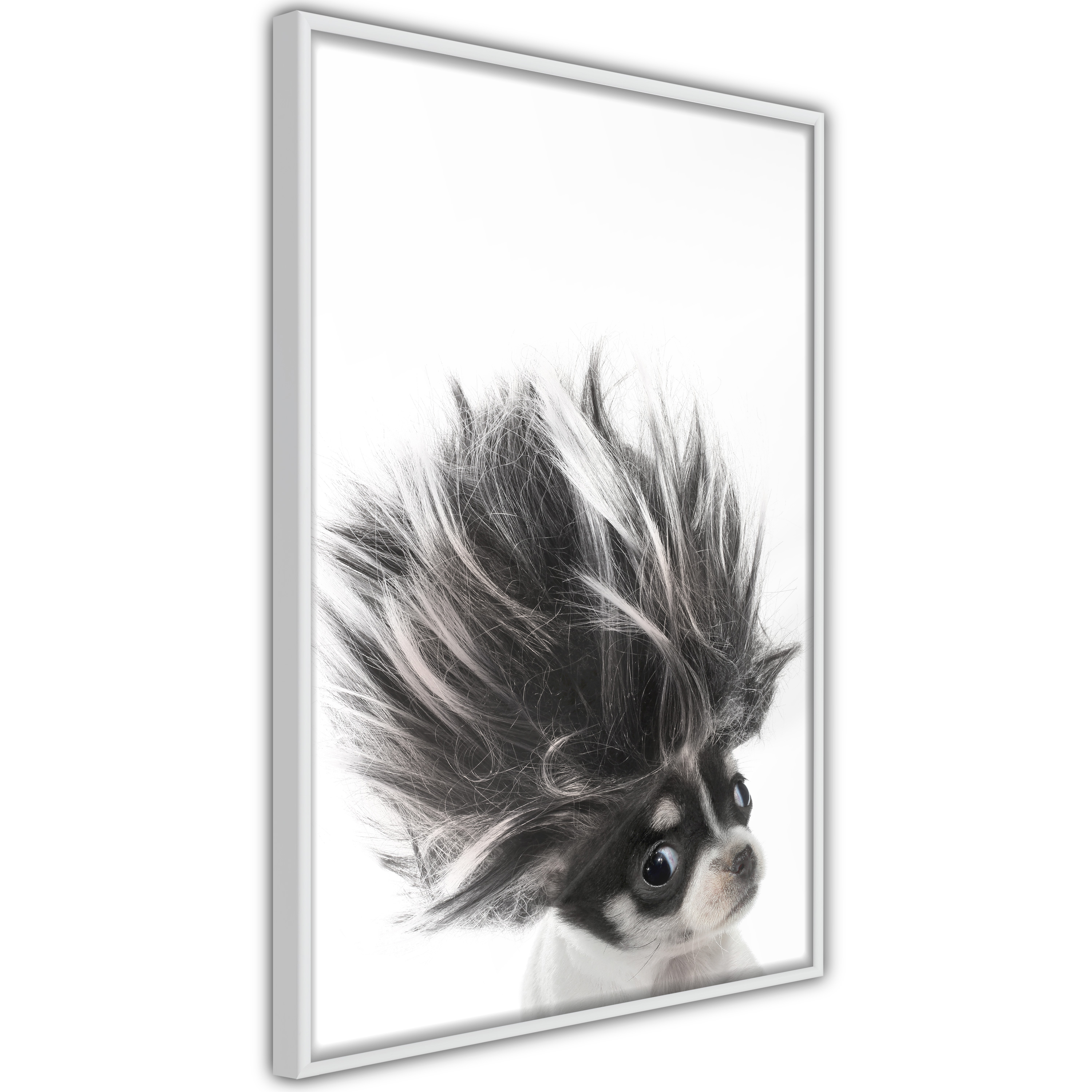 Poster Artgeist Affisch Chihuahua