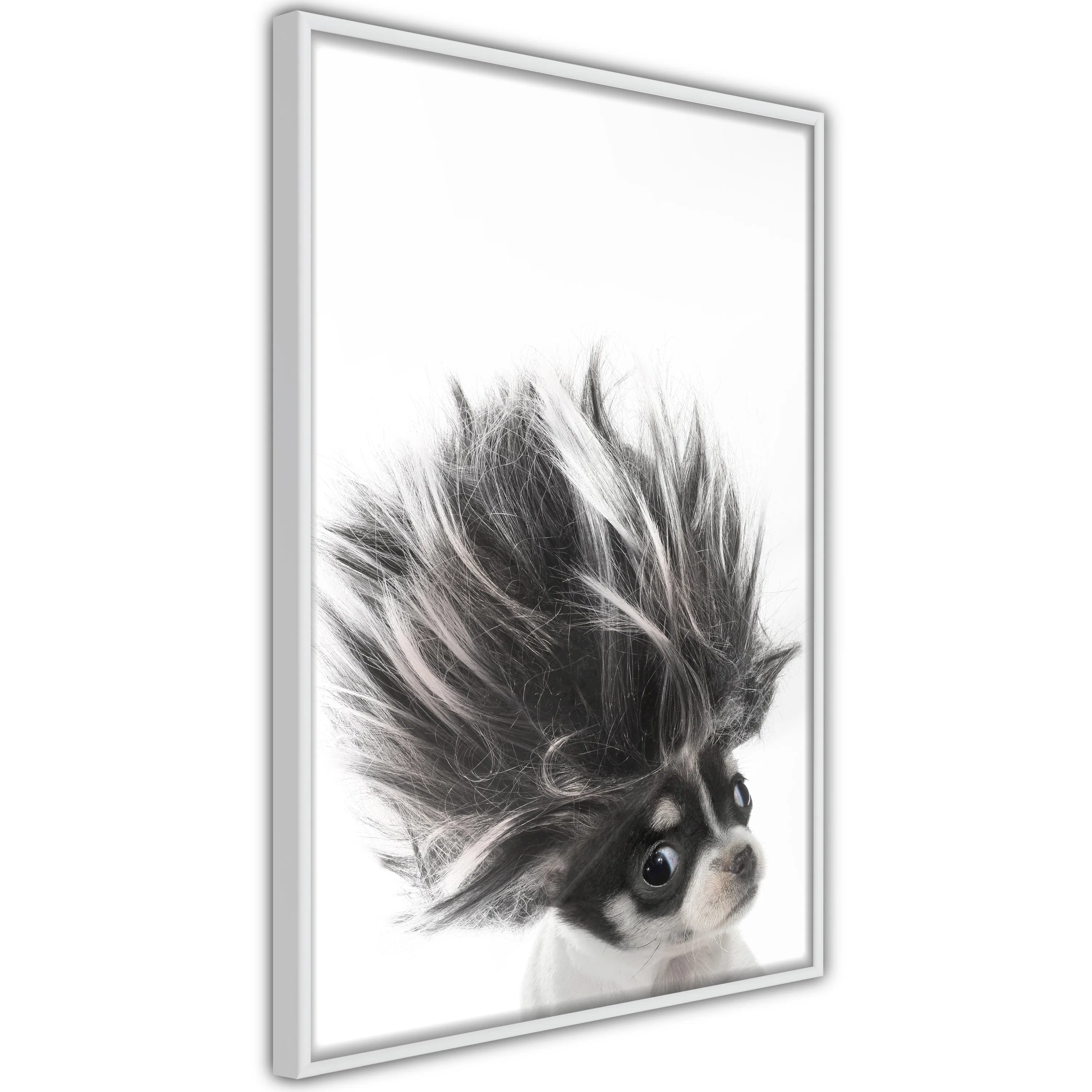 Poster Artgeist Affisch Chihuahua