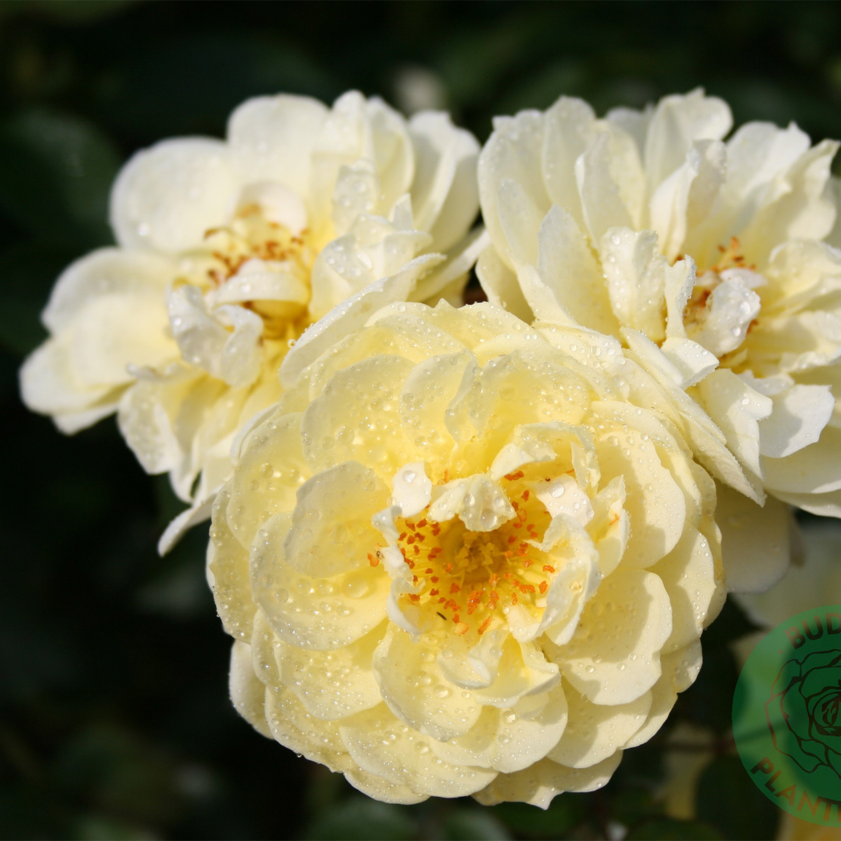 Marktäckande Buskros Omnia Garden Golden Cover