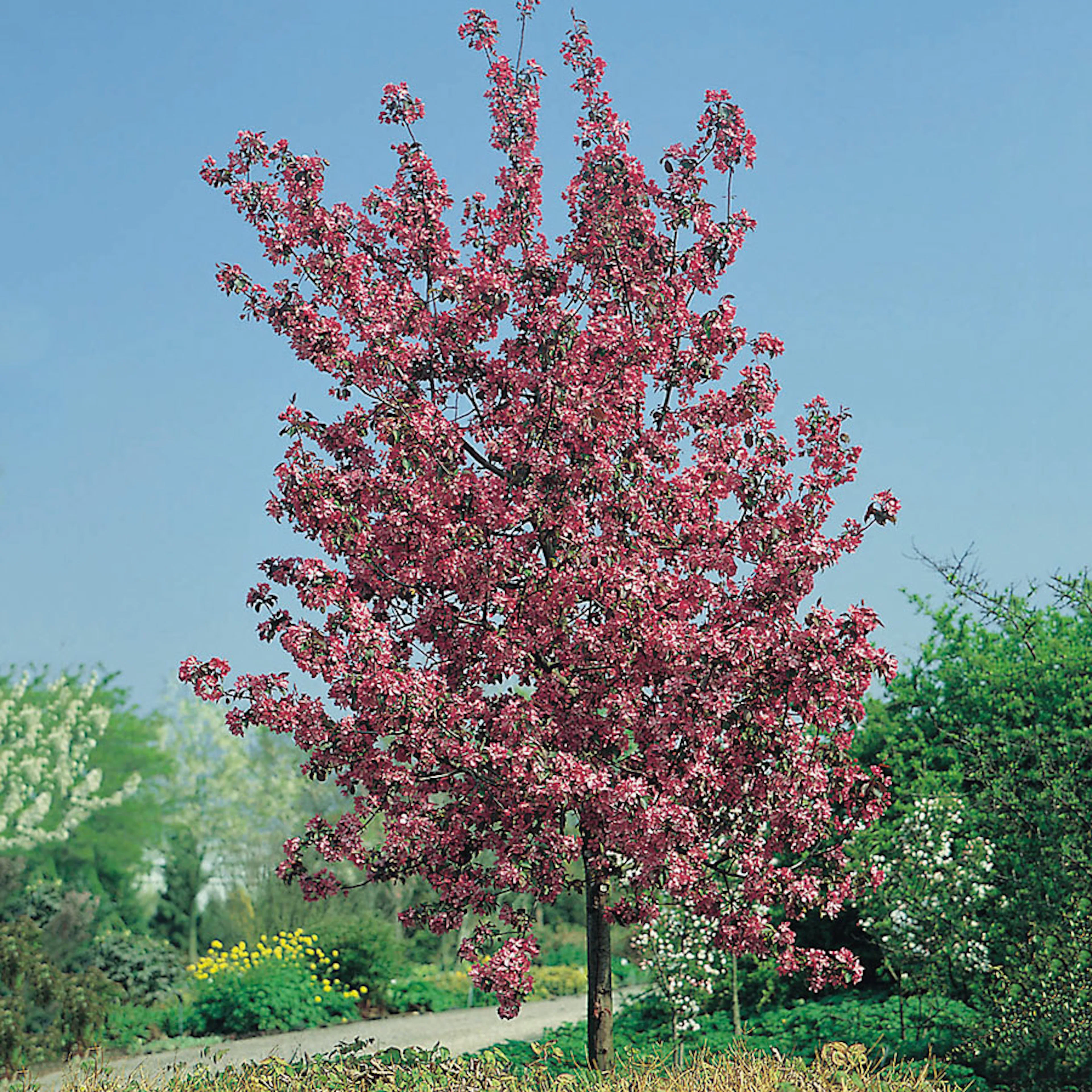 Prydnadsträd Apel Omnia Garden Rudolf, Solälskande & Väldränerad, 90-110 cm