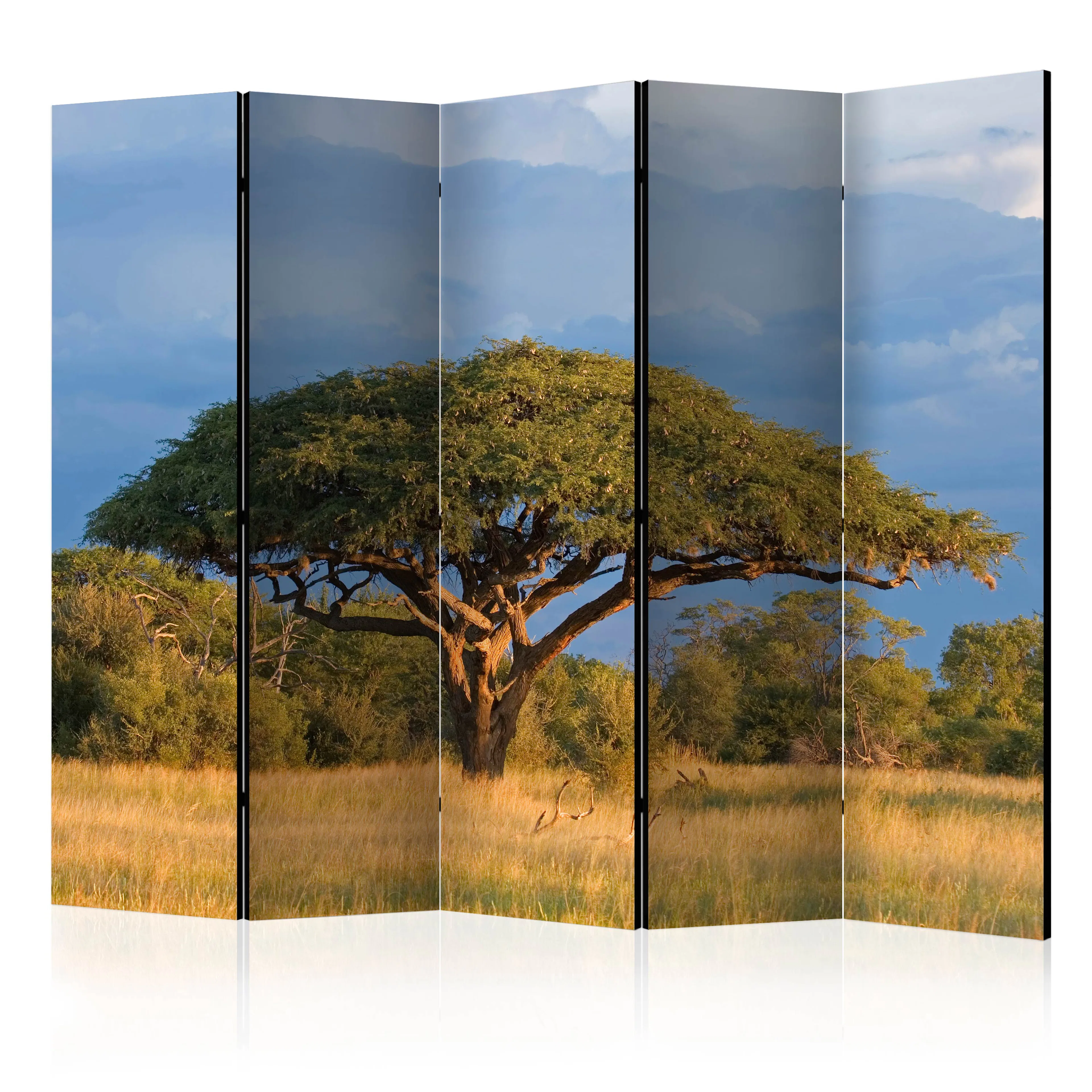 Rumsavdelare Arkiio African Acacia Tree Hwange National Park Zimbabwe II 225x172 cm